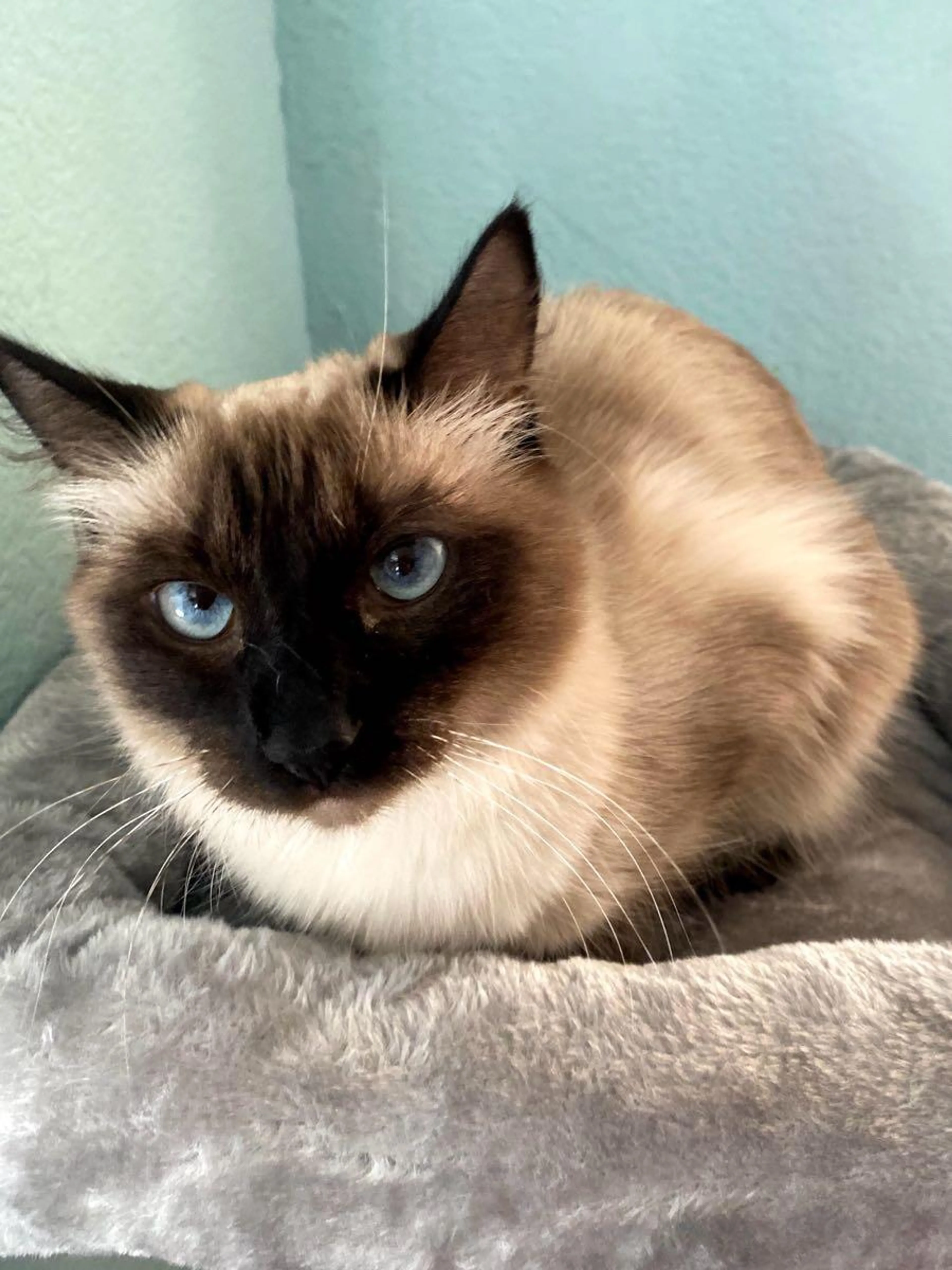 Lost pet