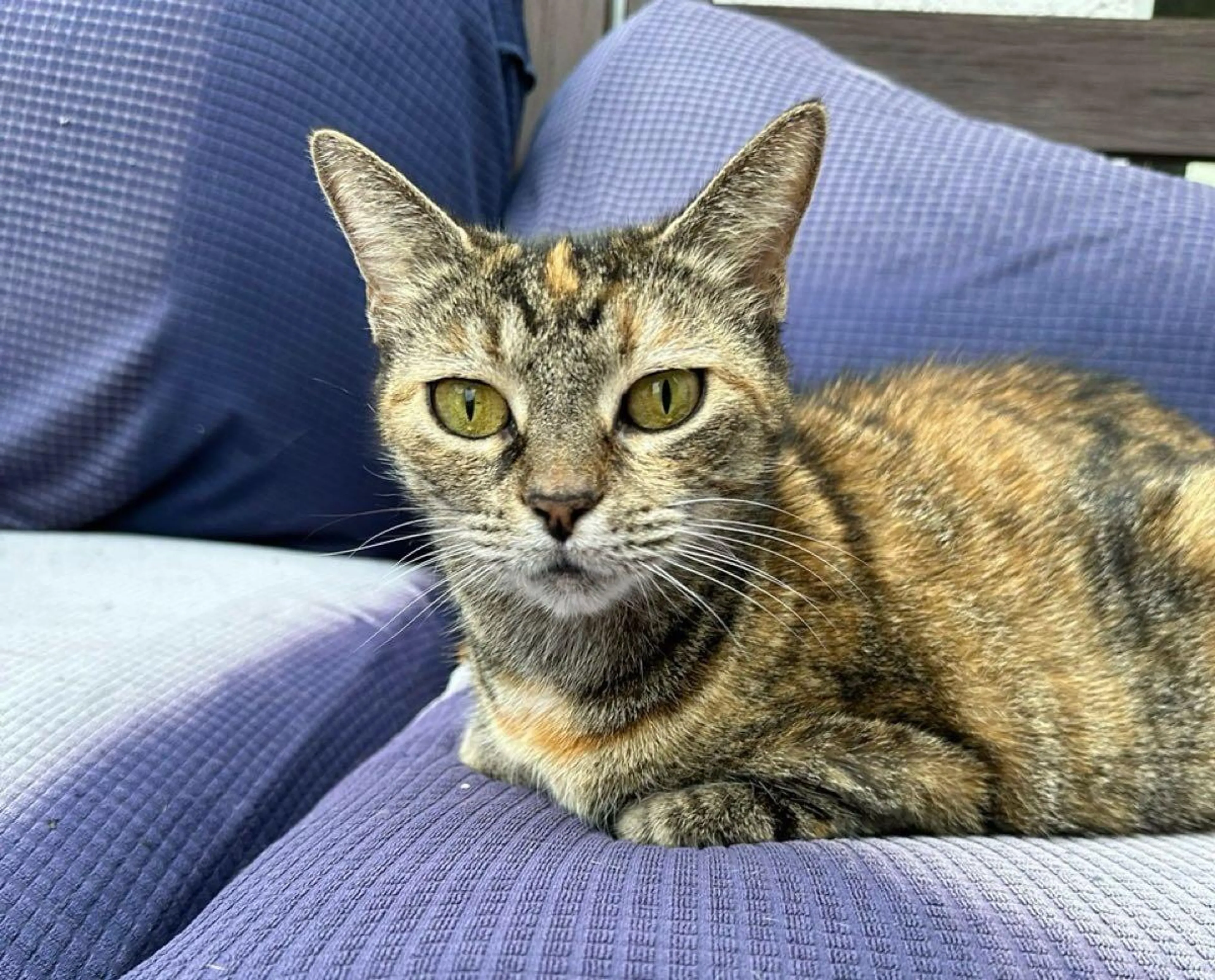 Lost pet