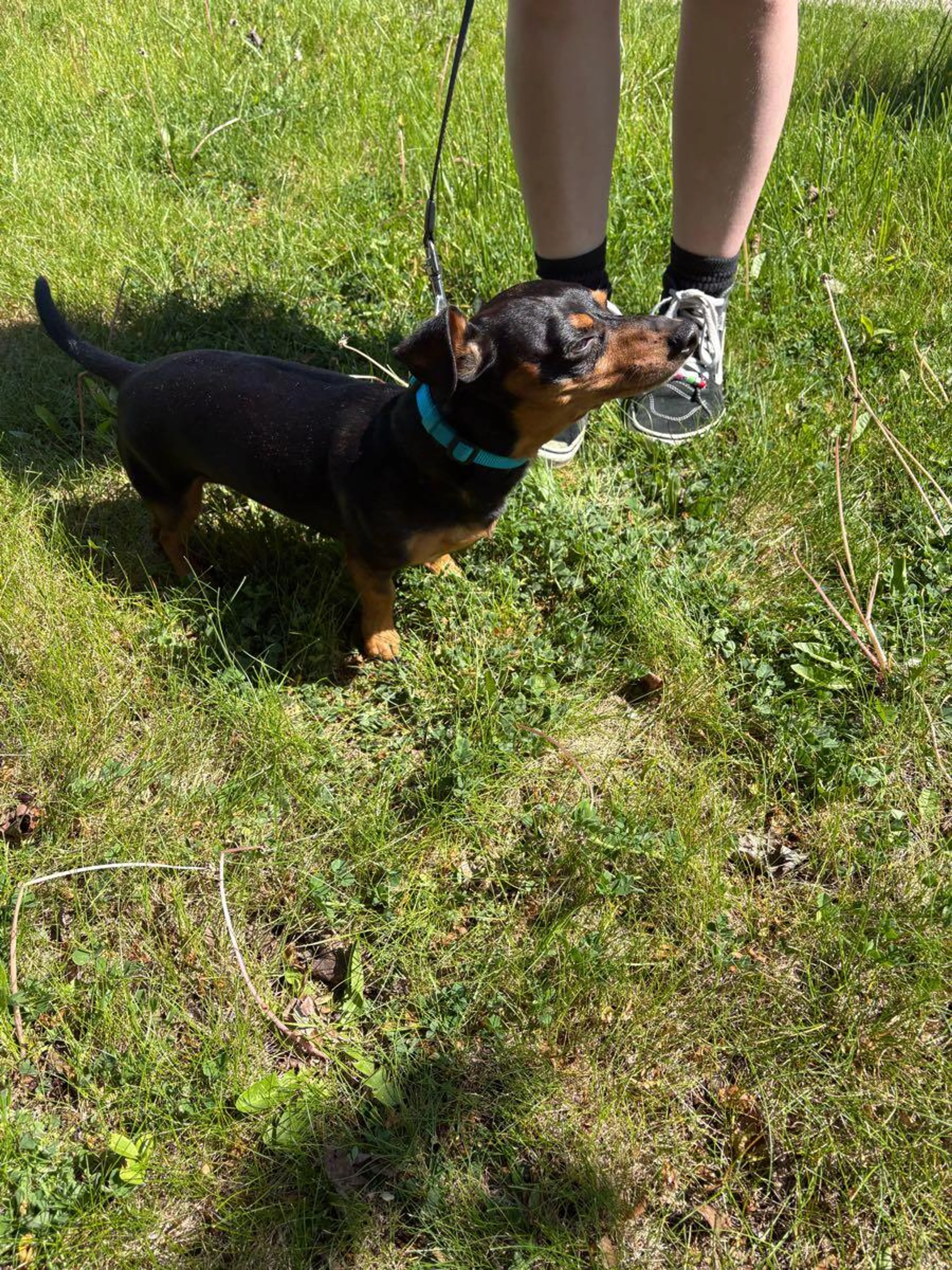 Lost pet