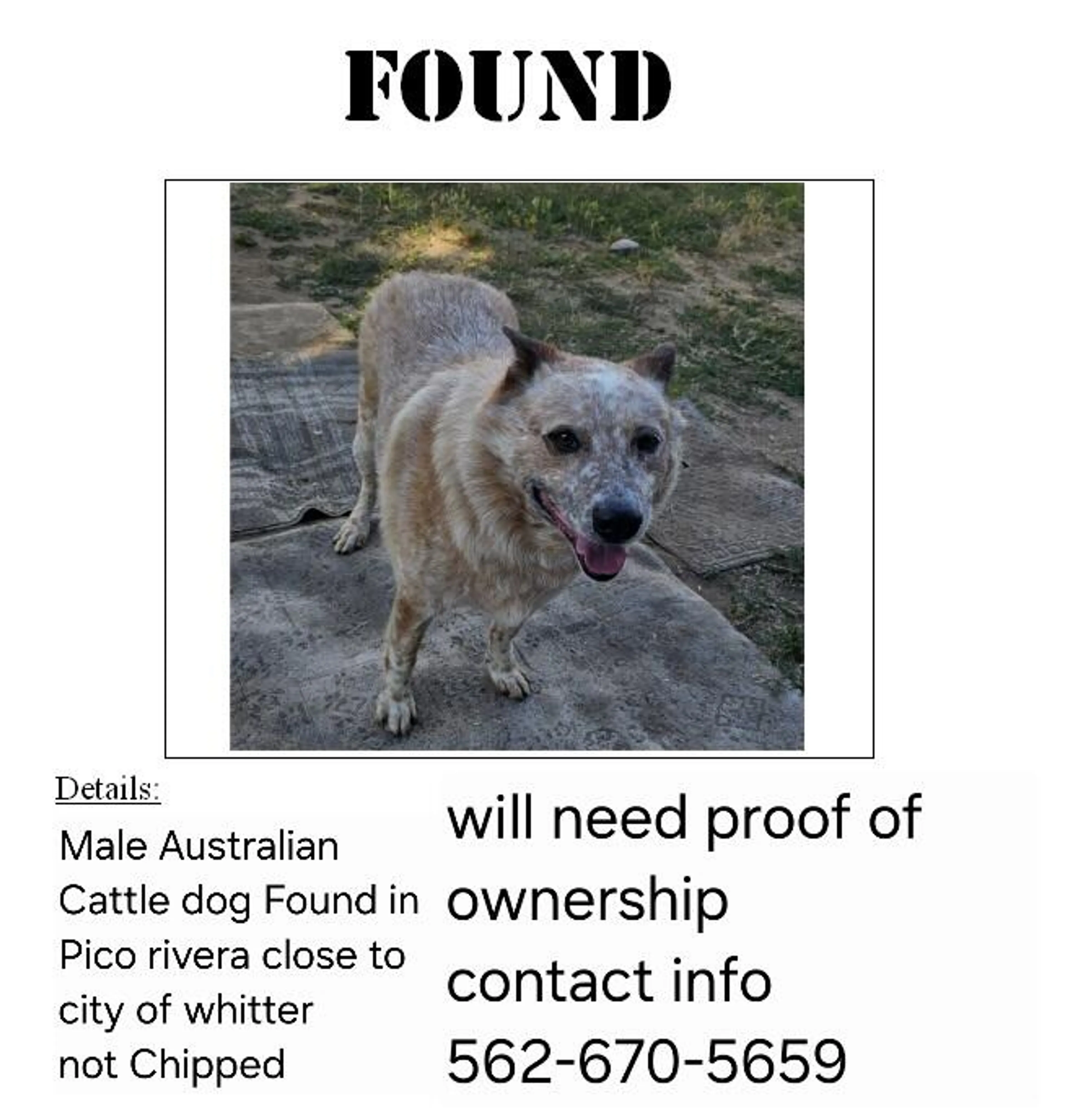 Found pet