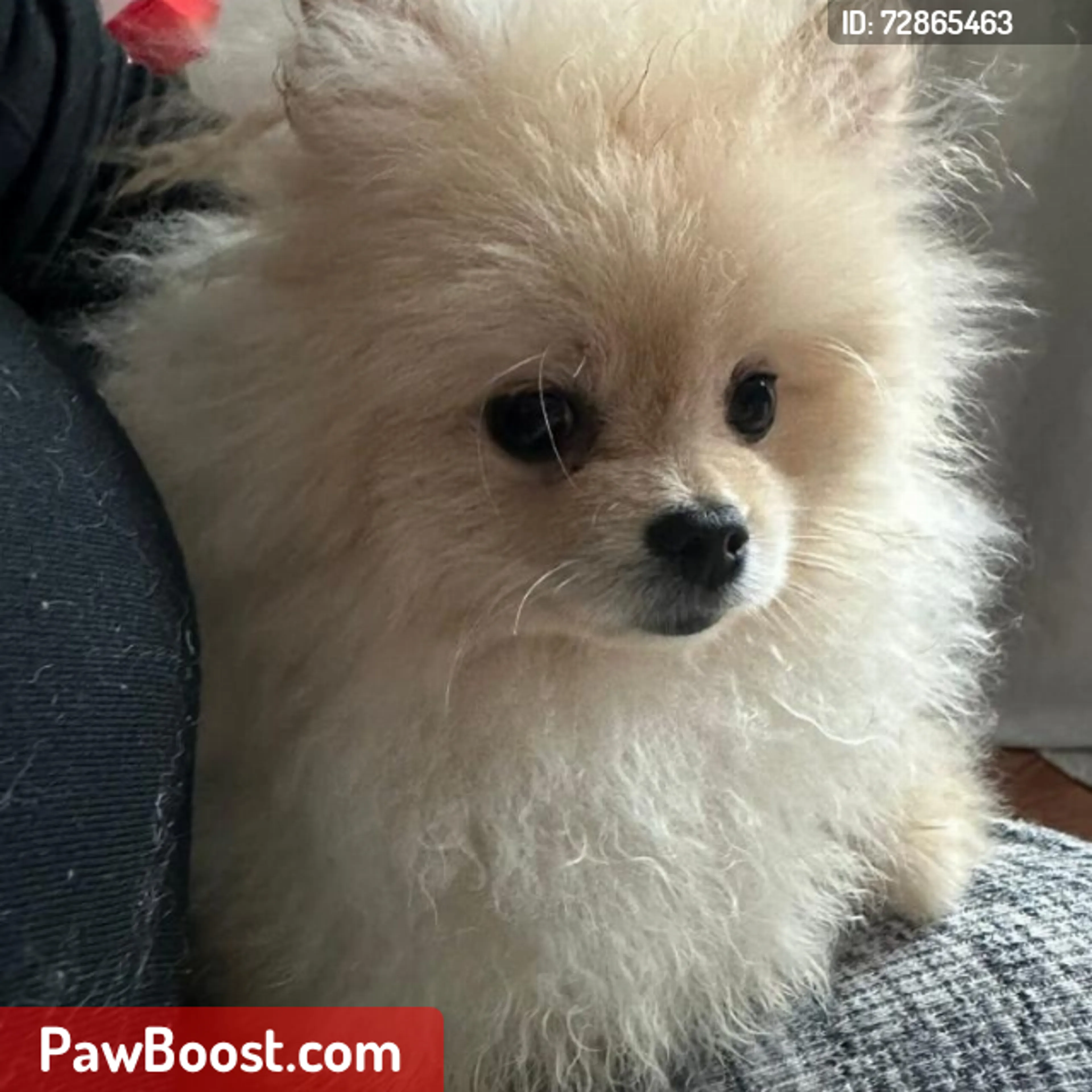 Lost pet