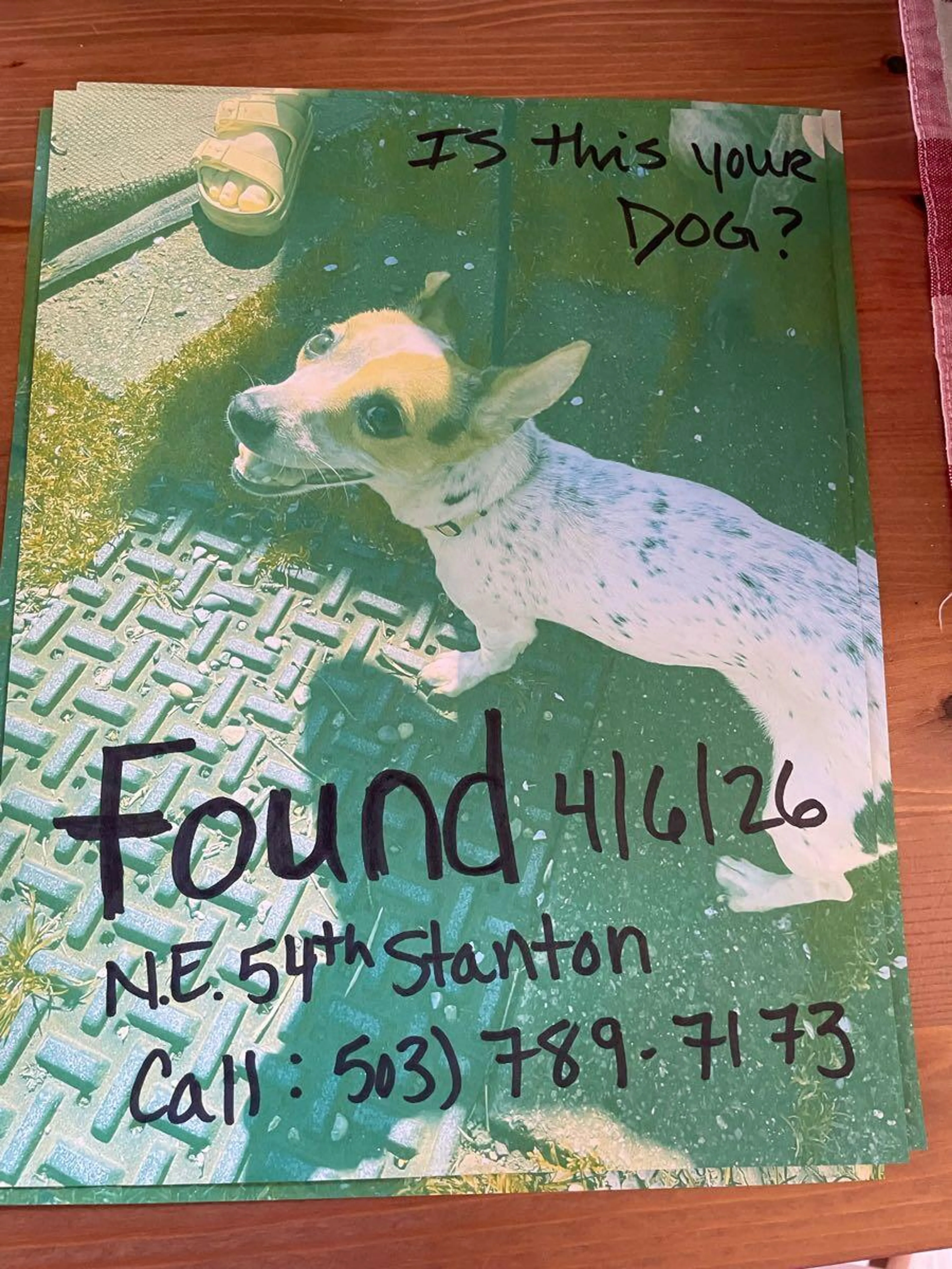 Found pet