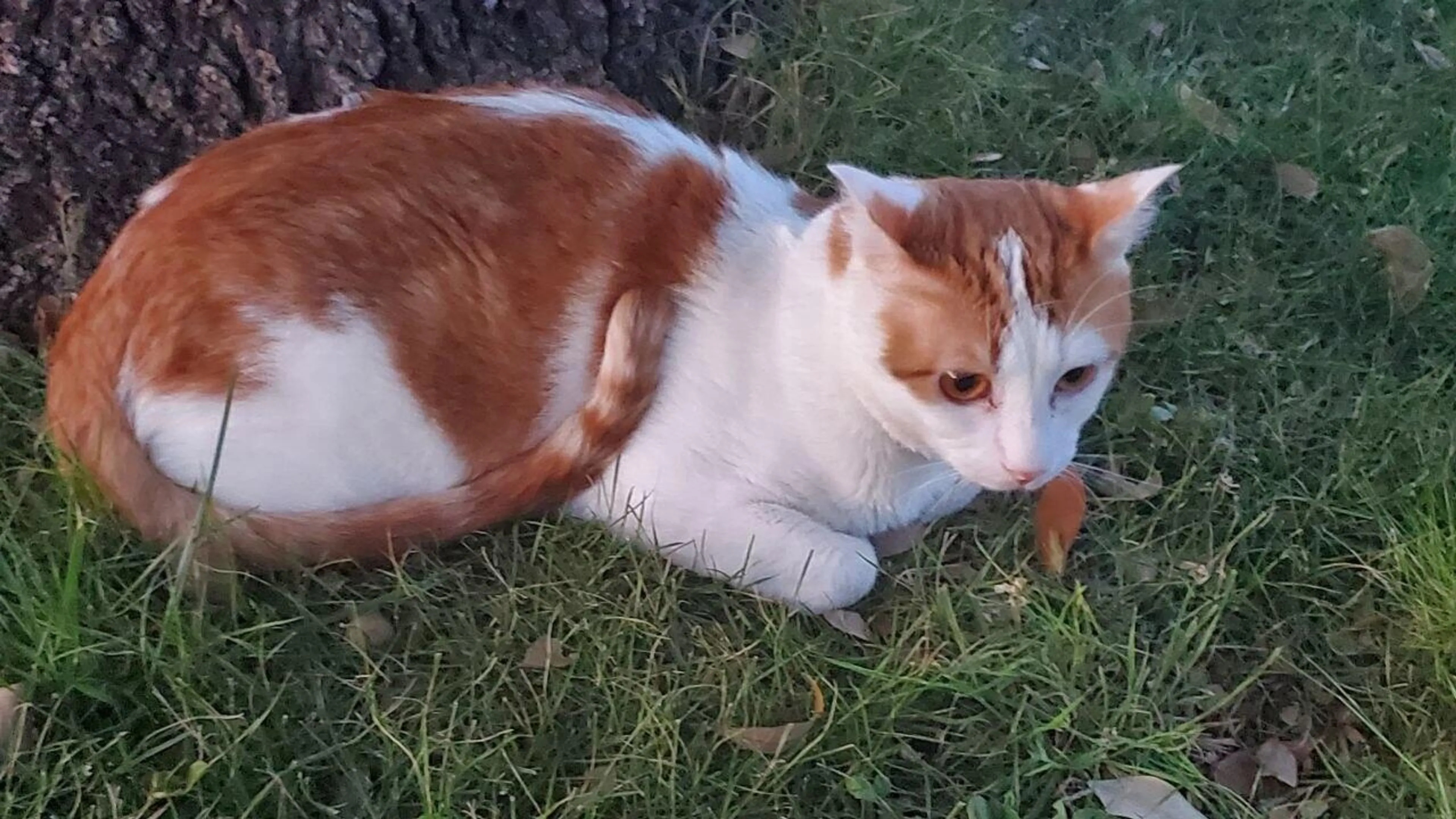 Found pet