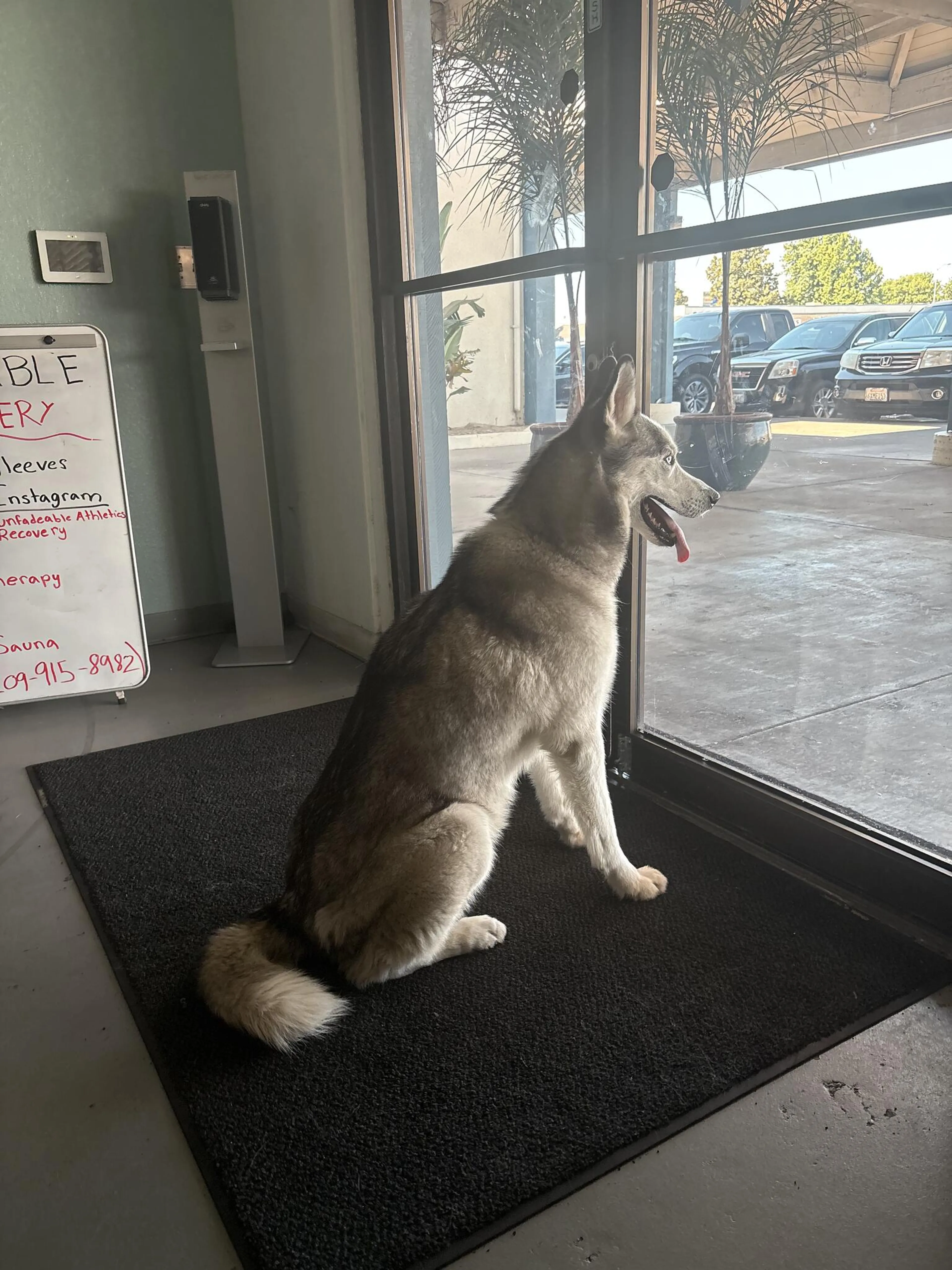 Found pet