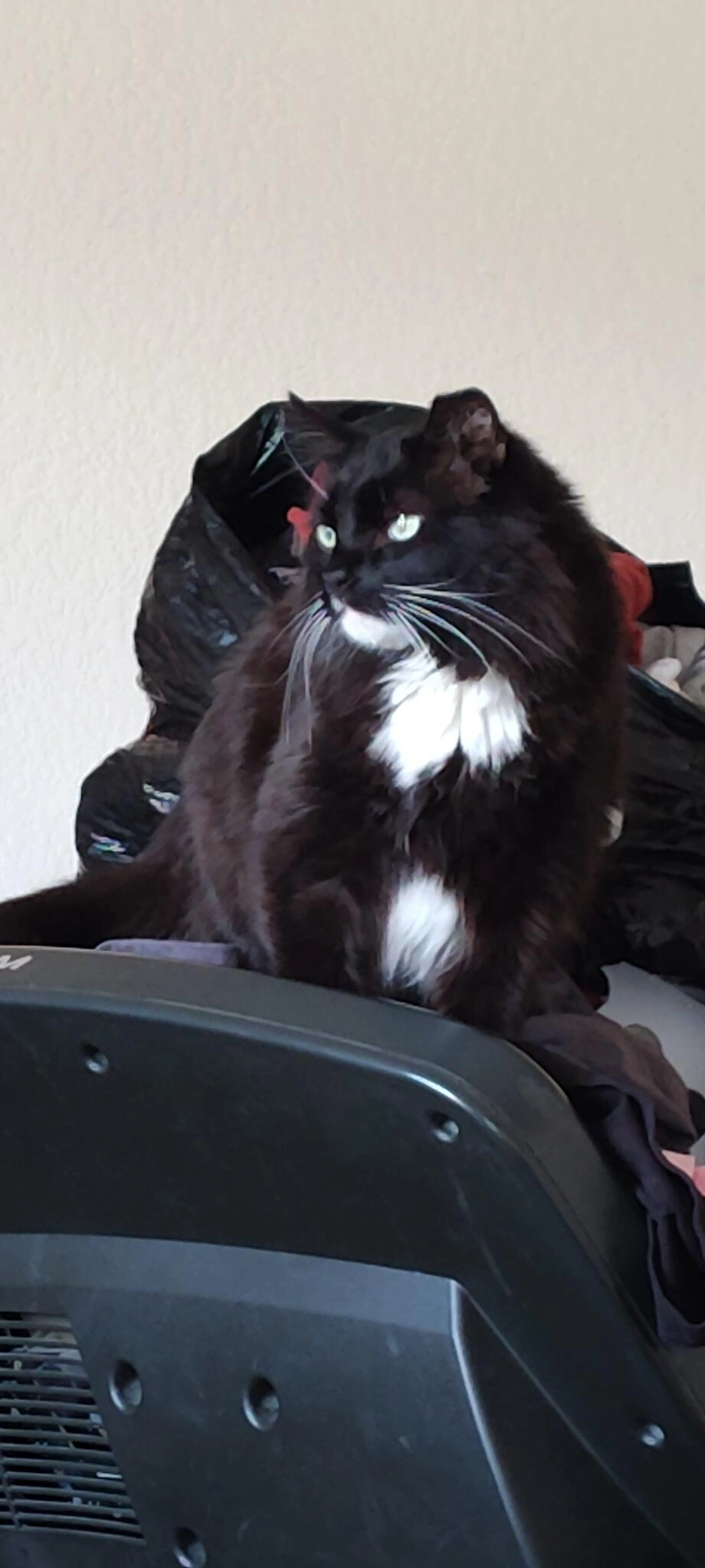 Lost pet