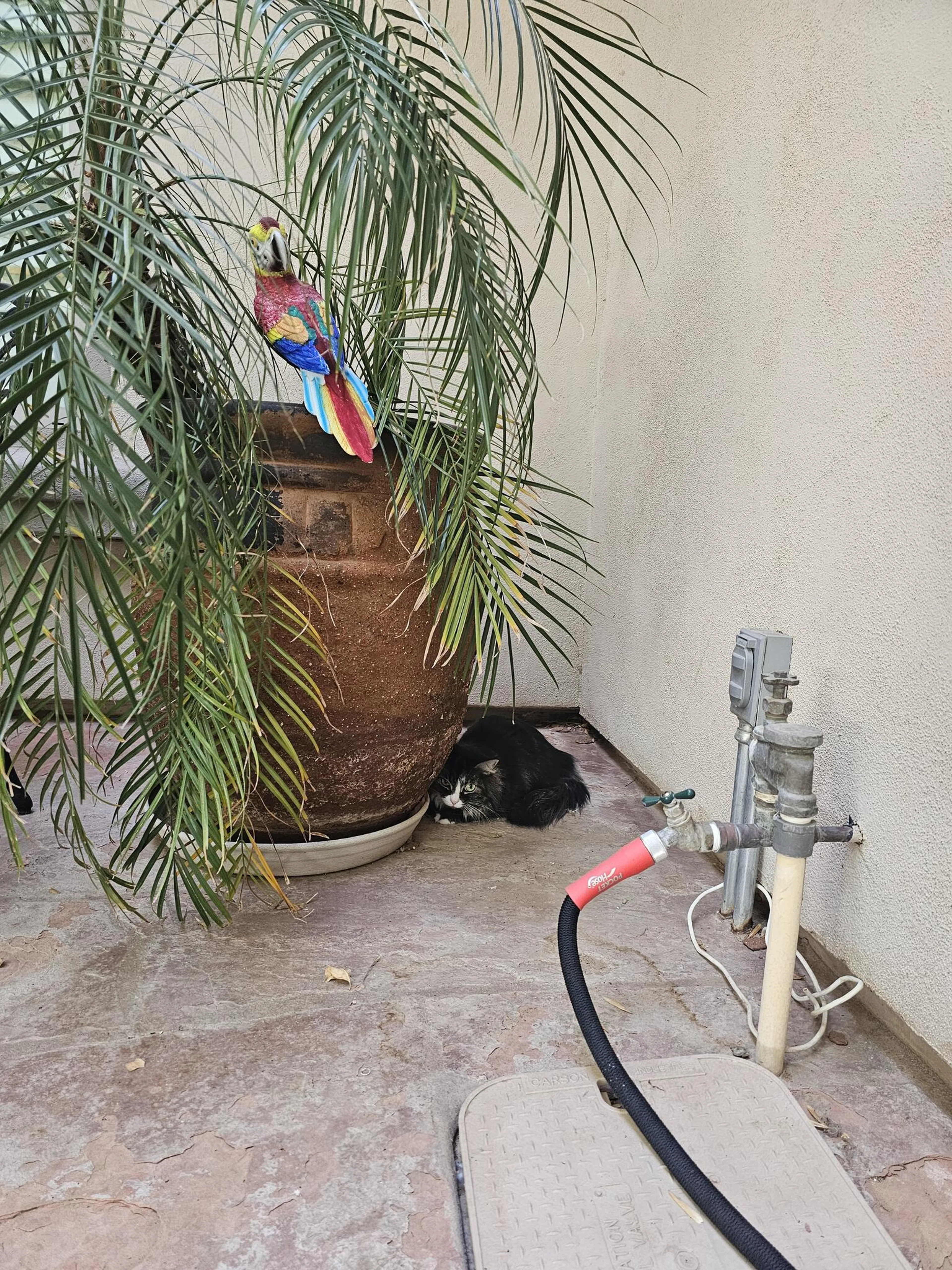 Lost pet