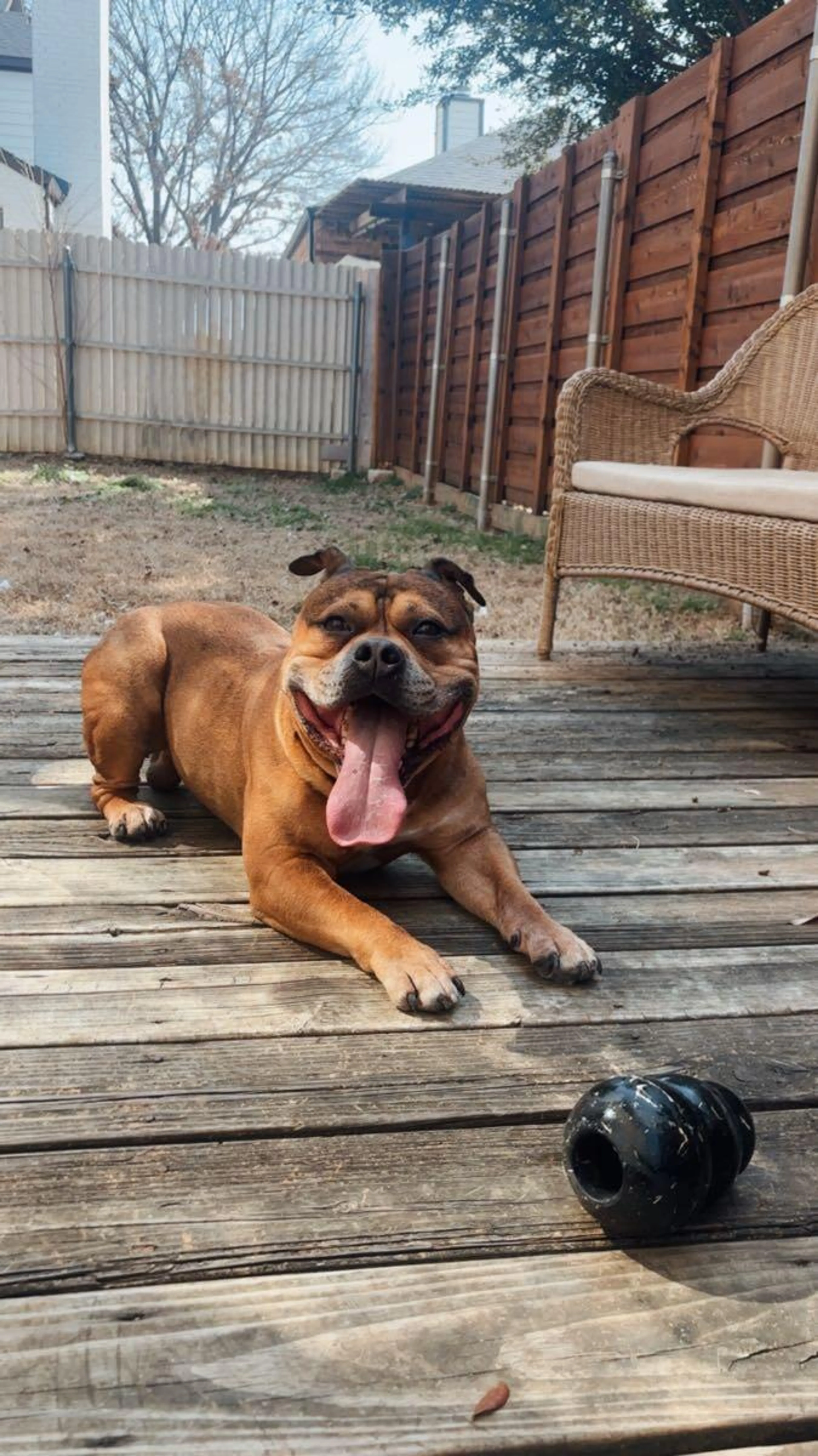 Lost pet