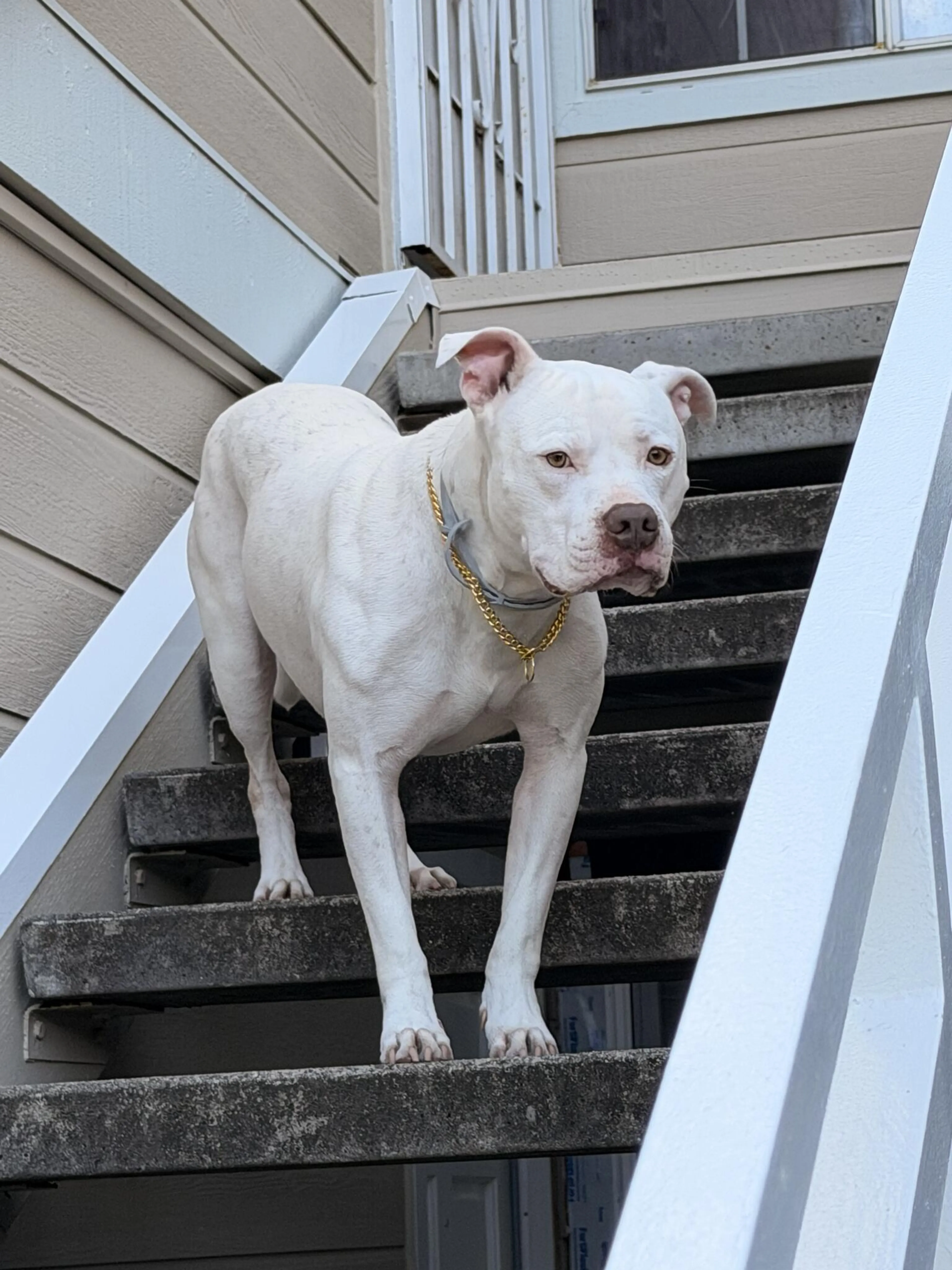 Lost pet