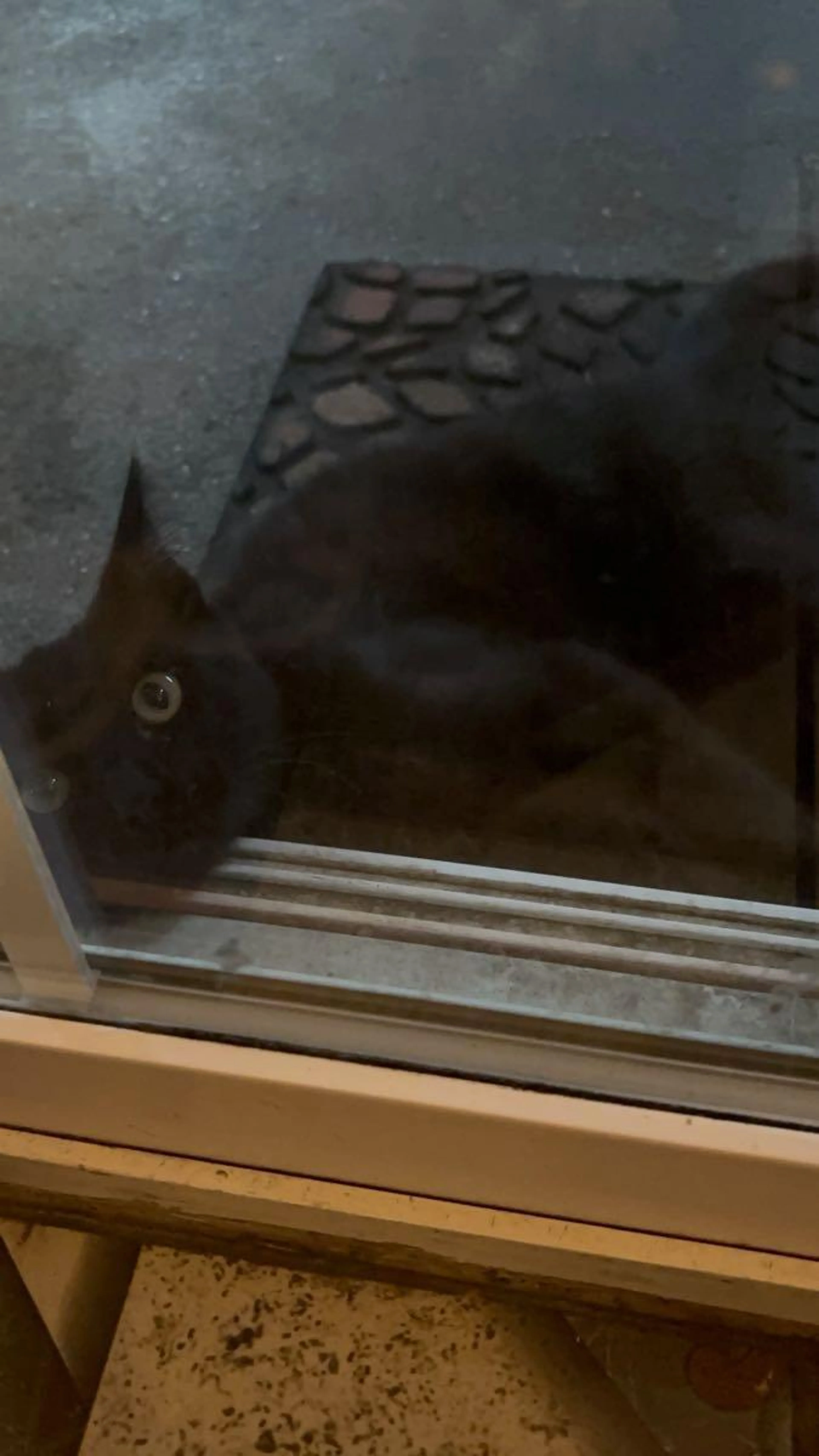 Found pet