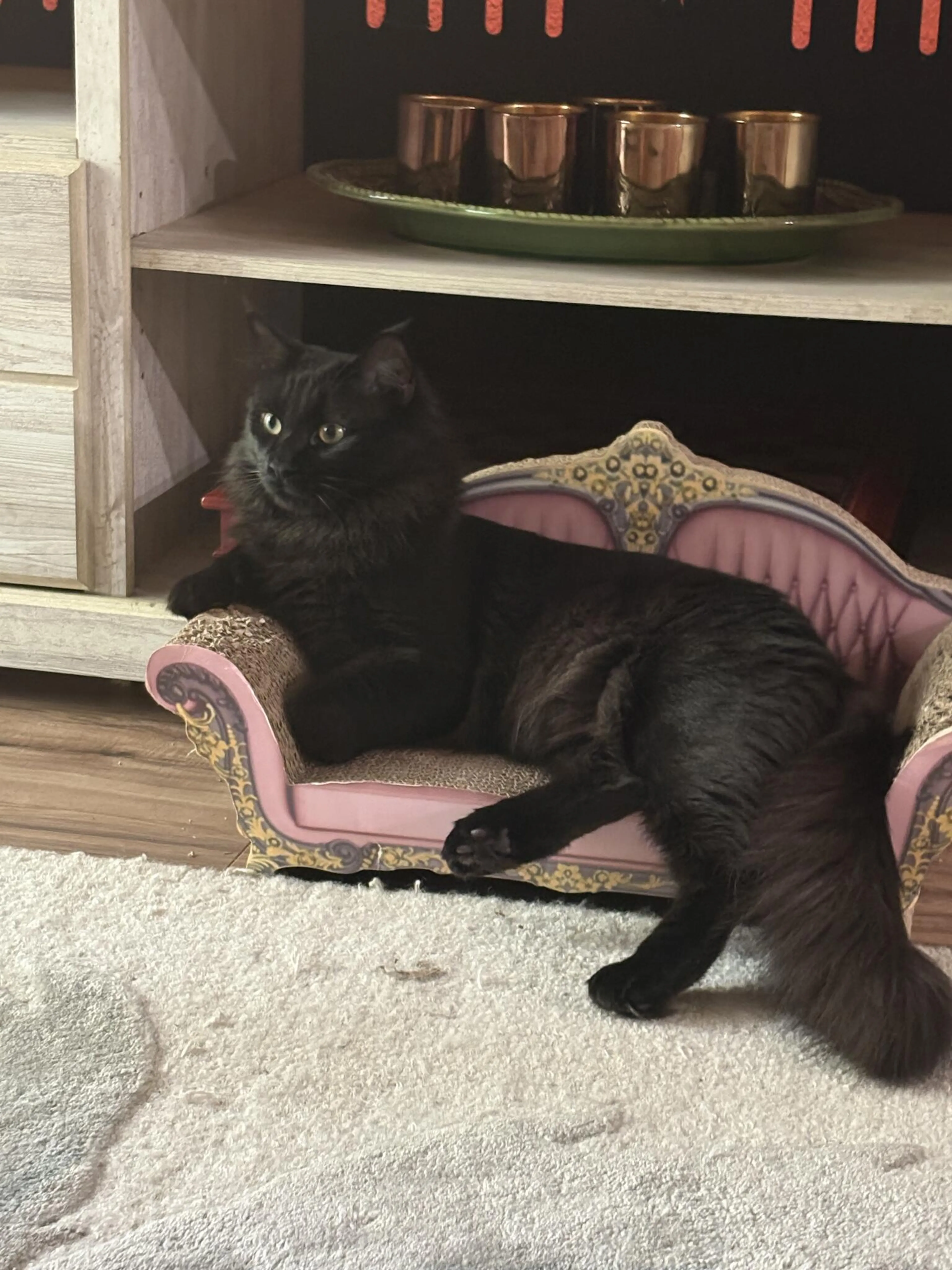 Lost pet