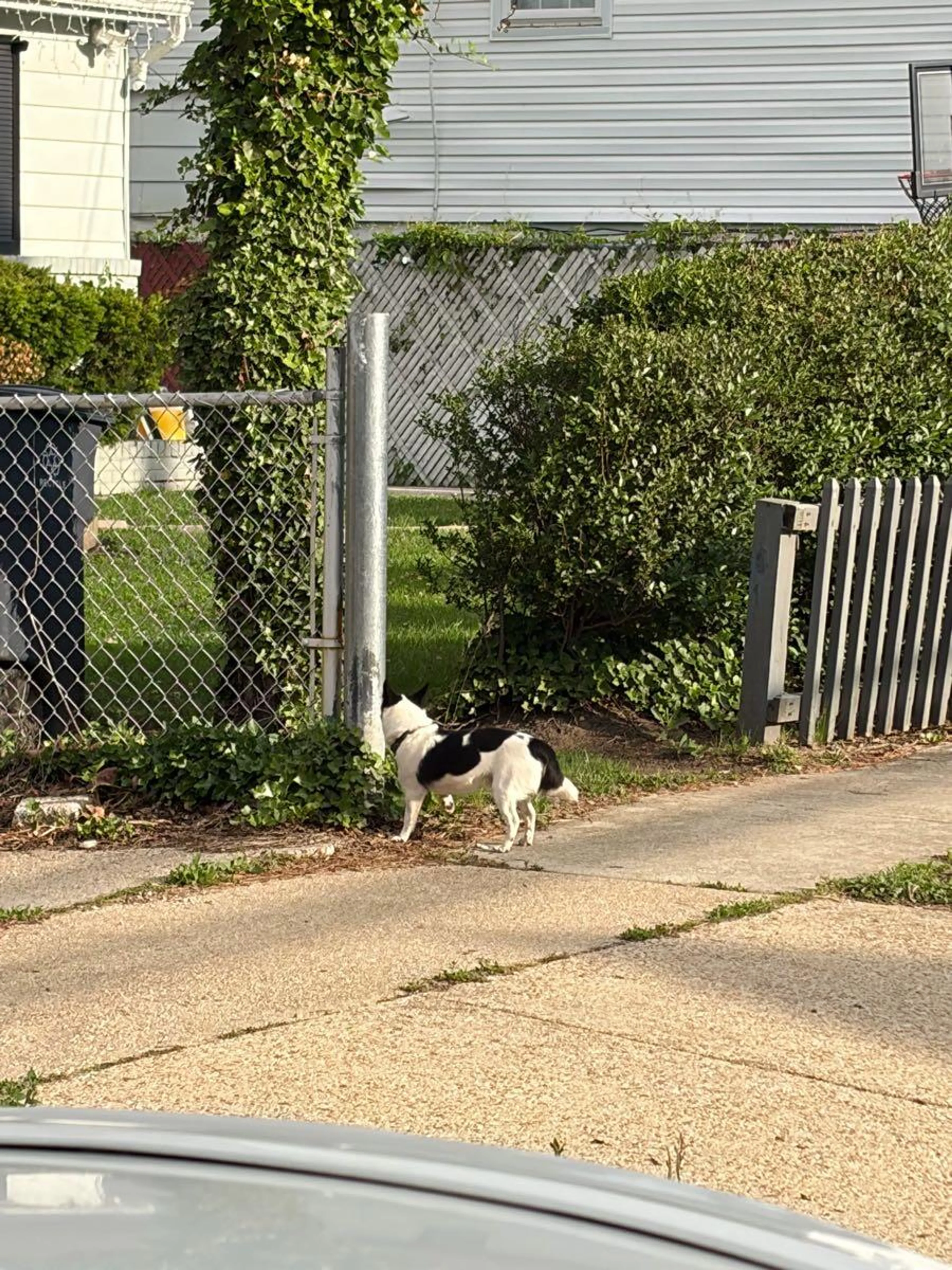 Lost pet