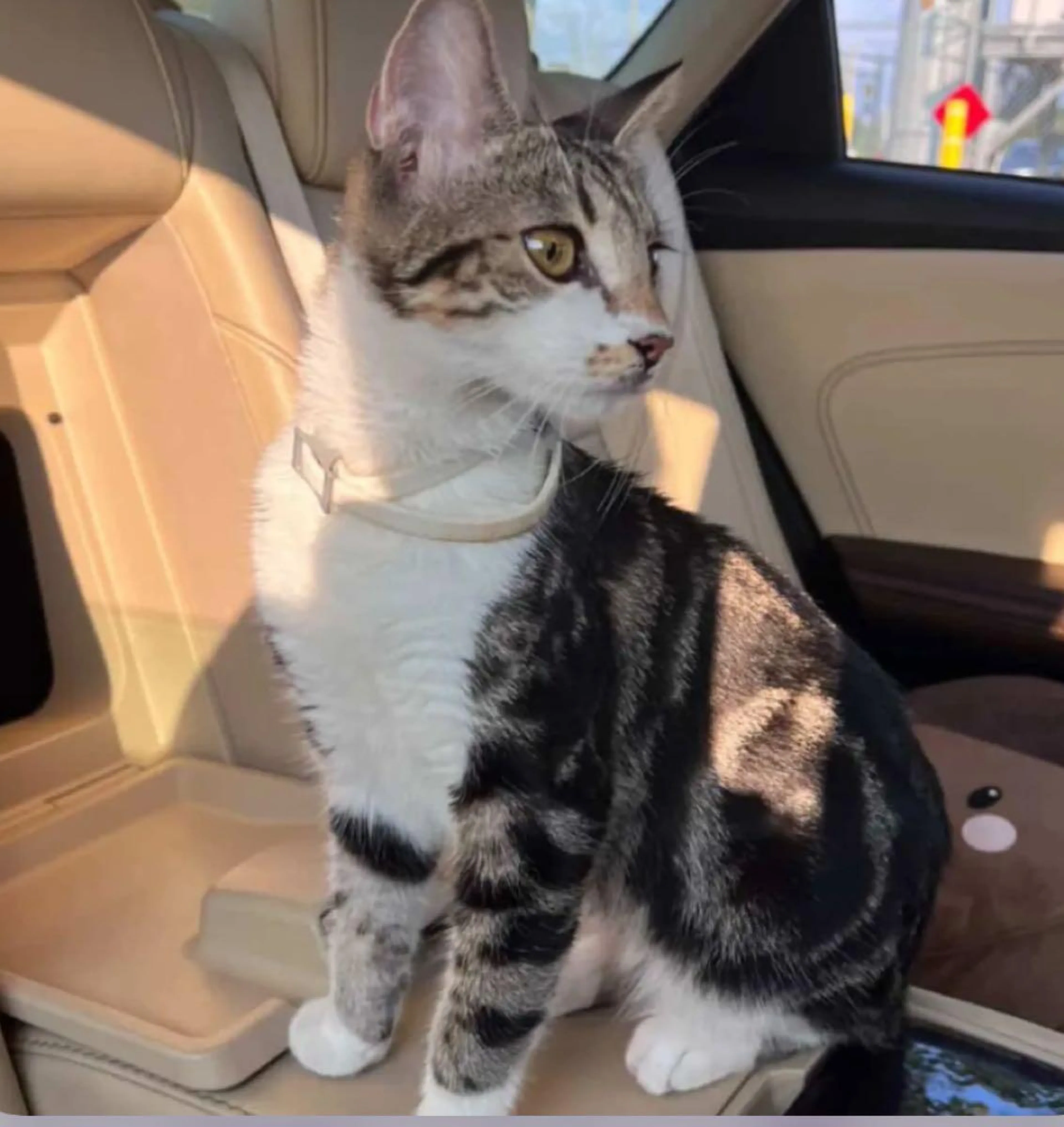 Lost pet