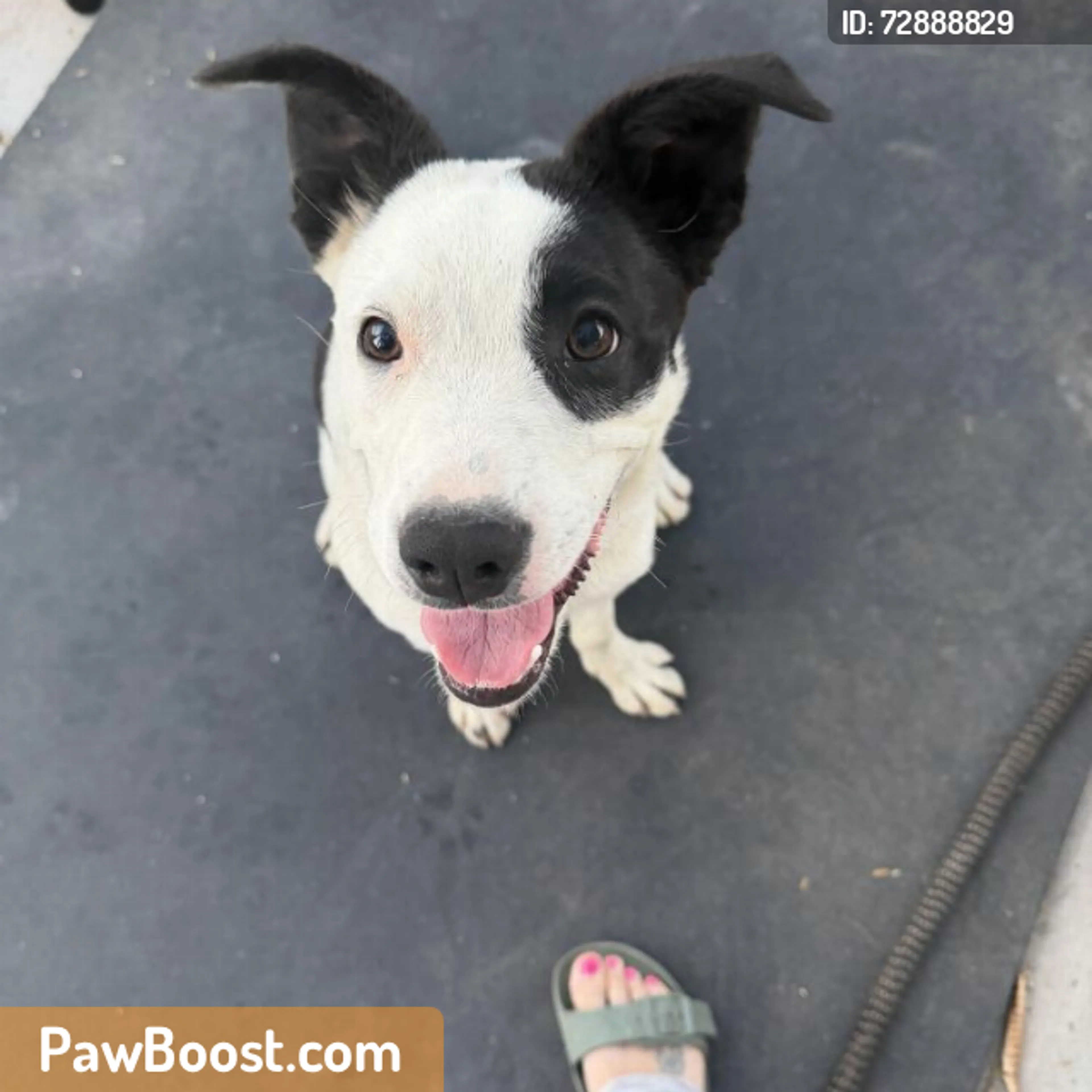 Found pet