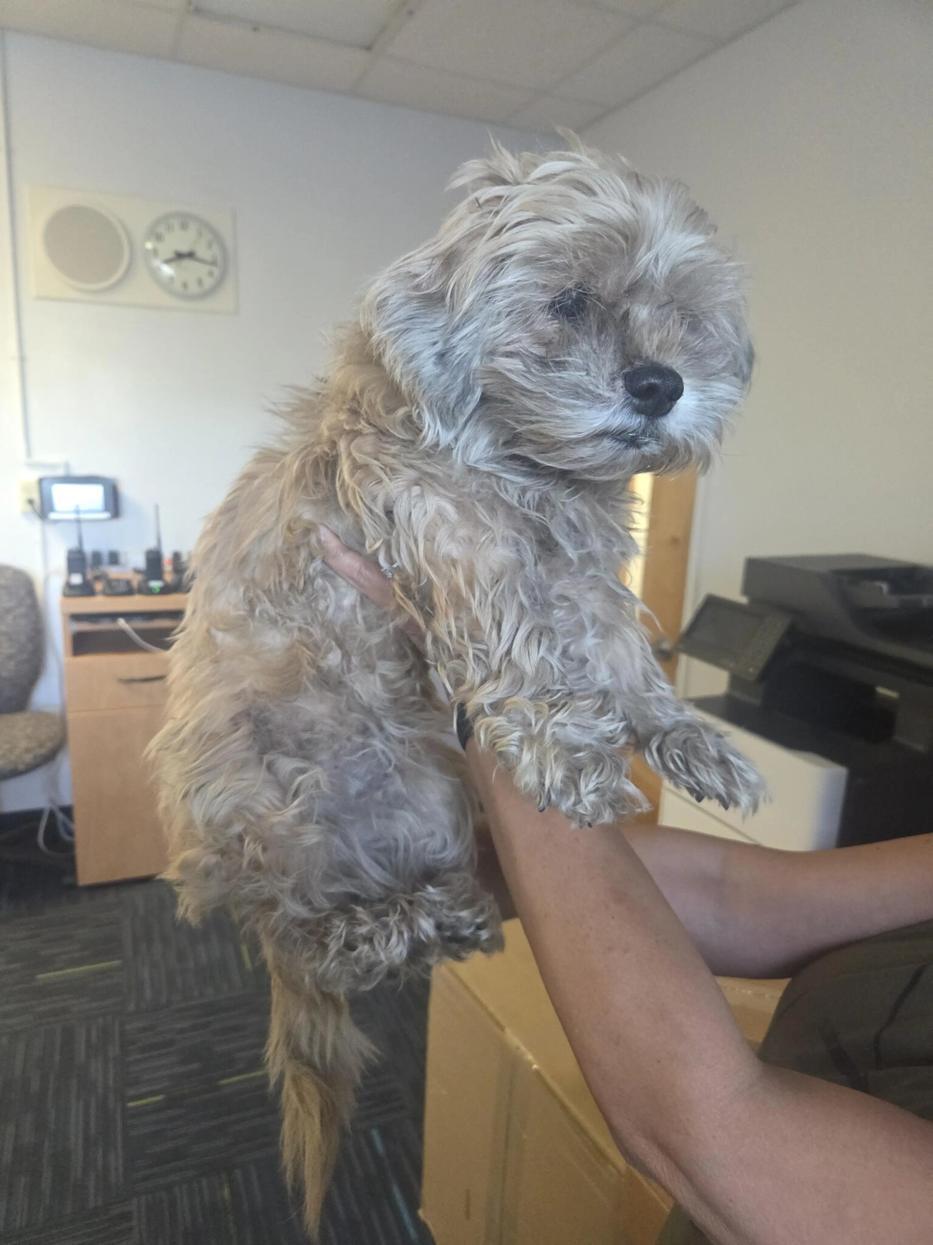 Found pet