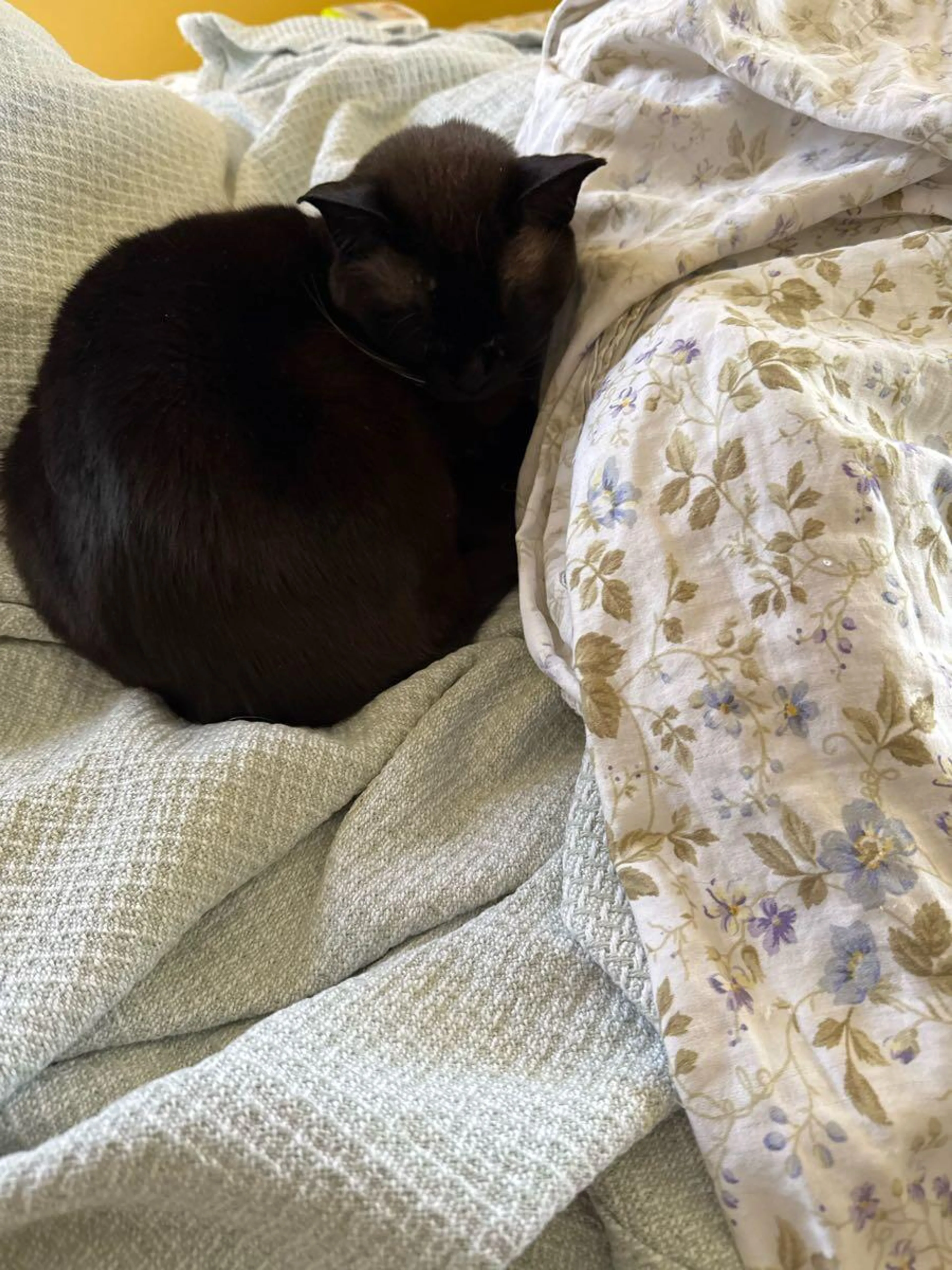 Lost pet