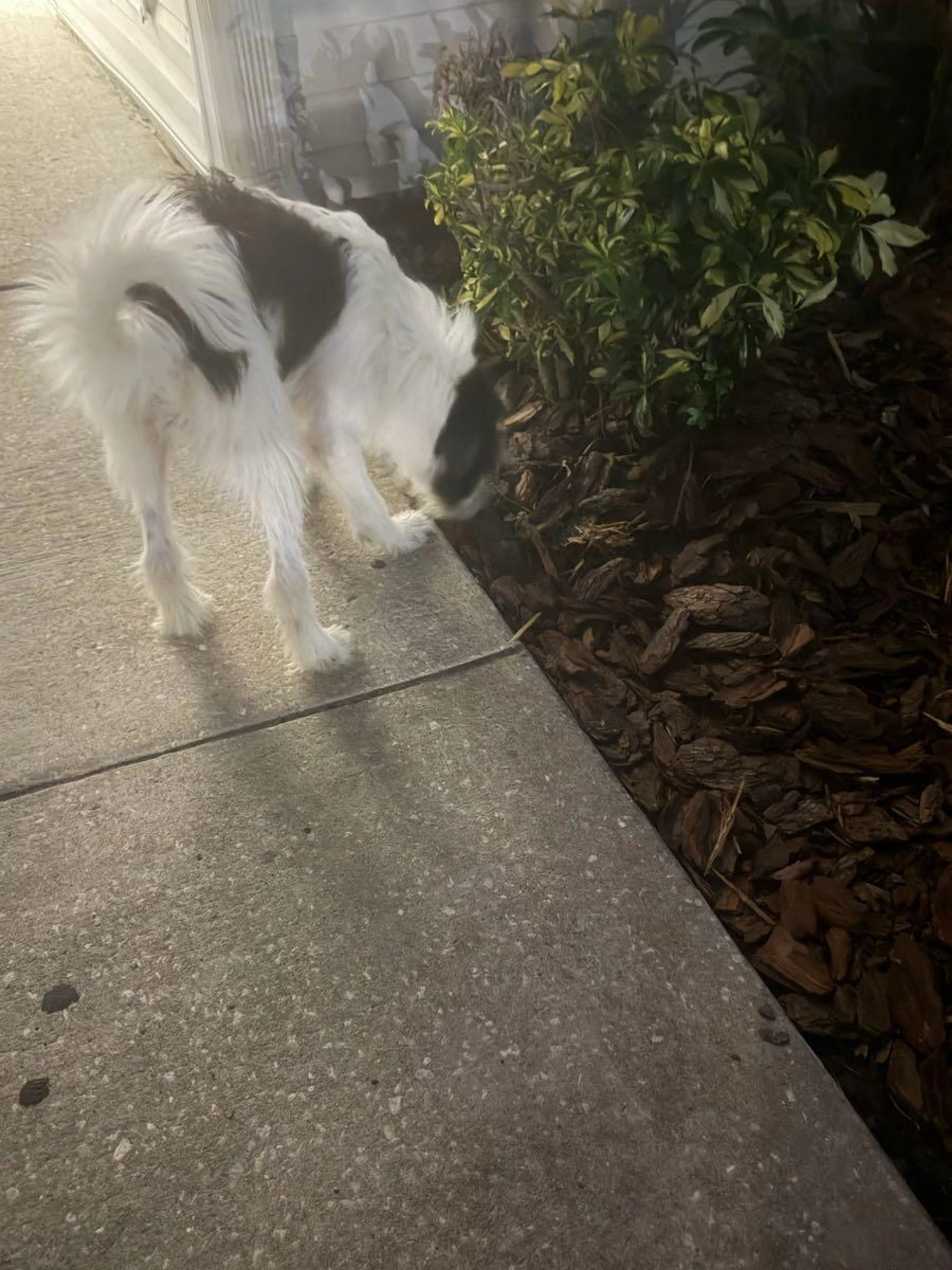 Found pet