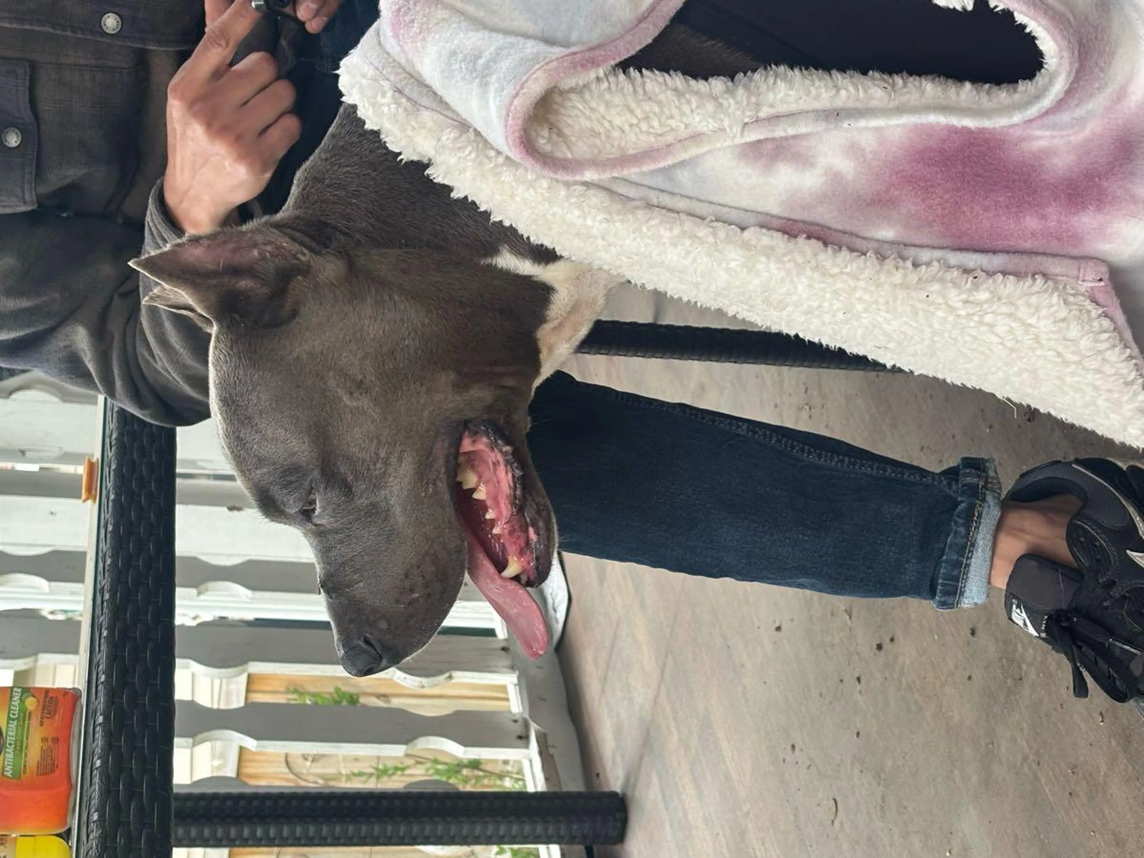 Found pet