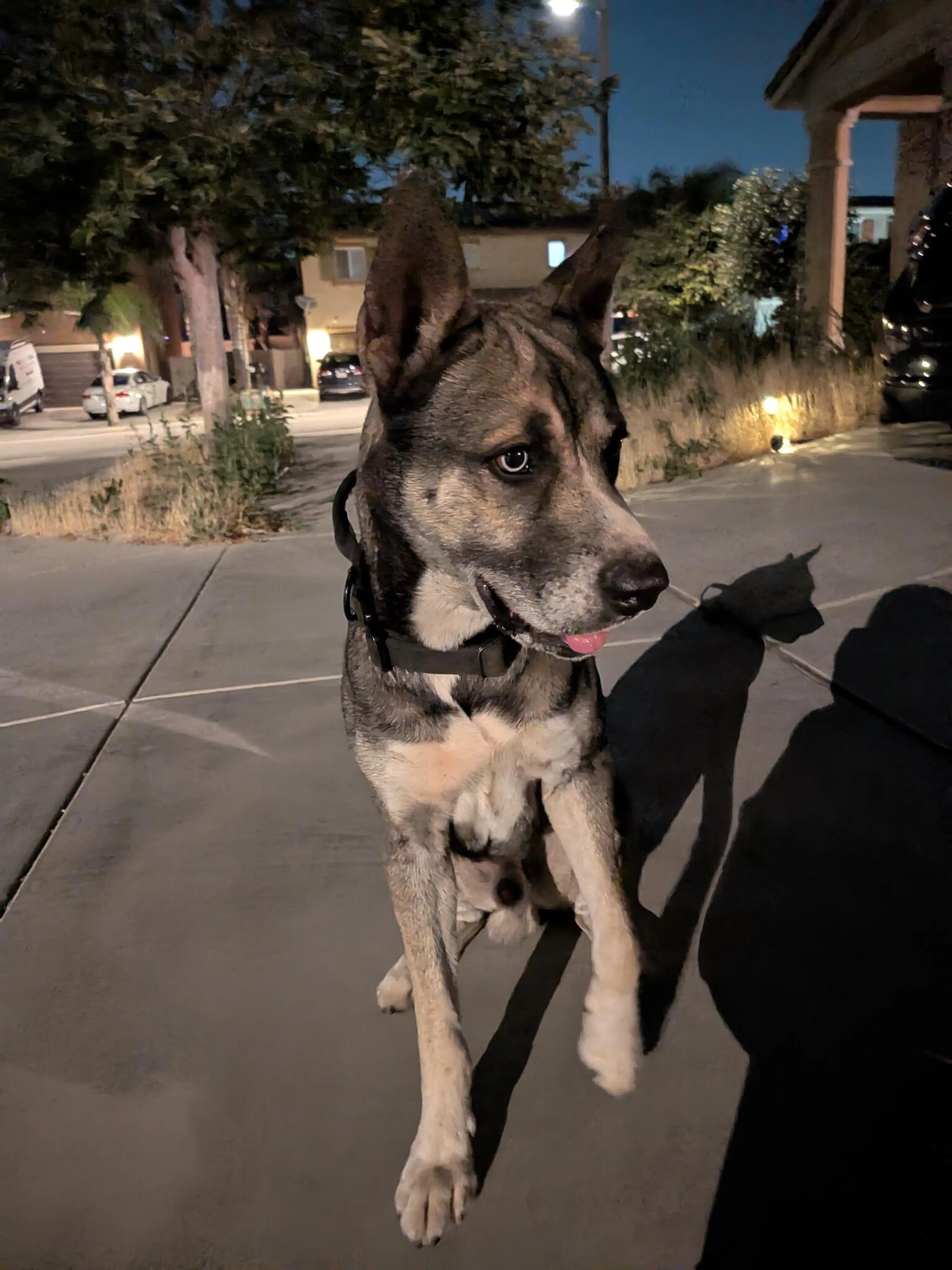 Found pet