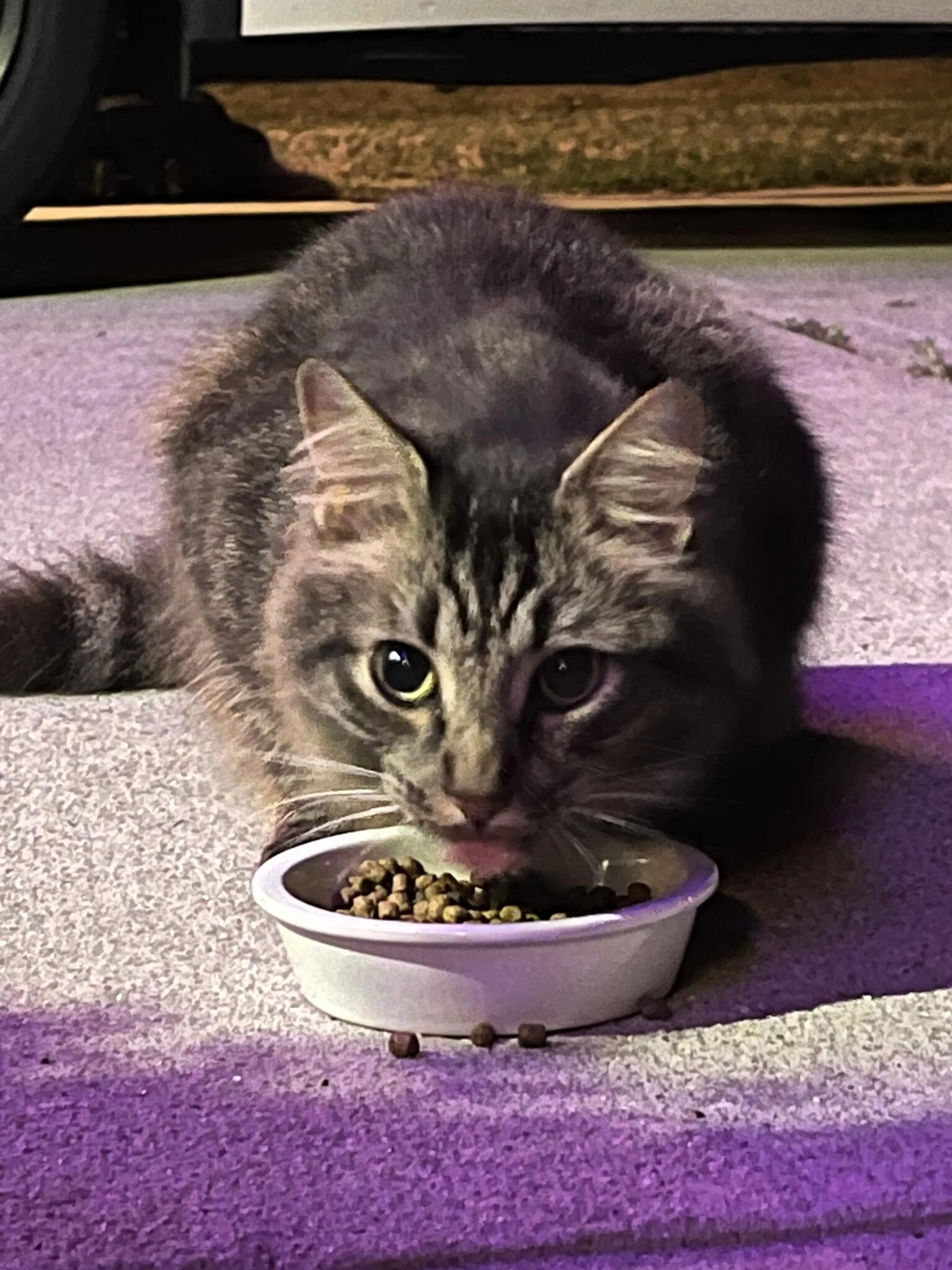 Found pet