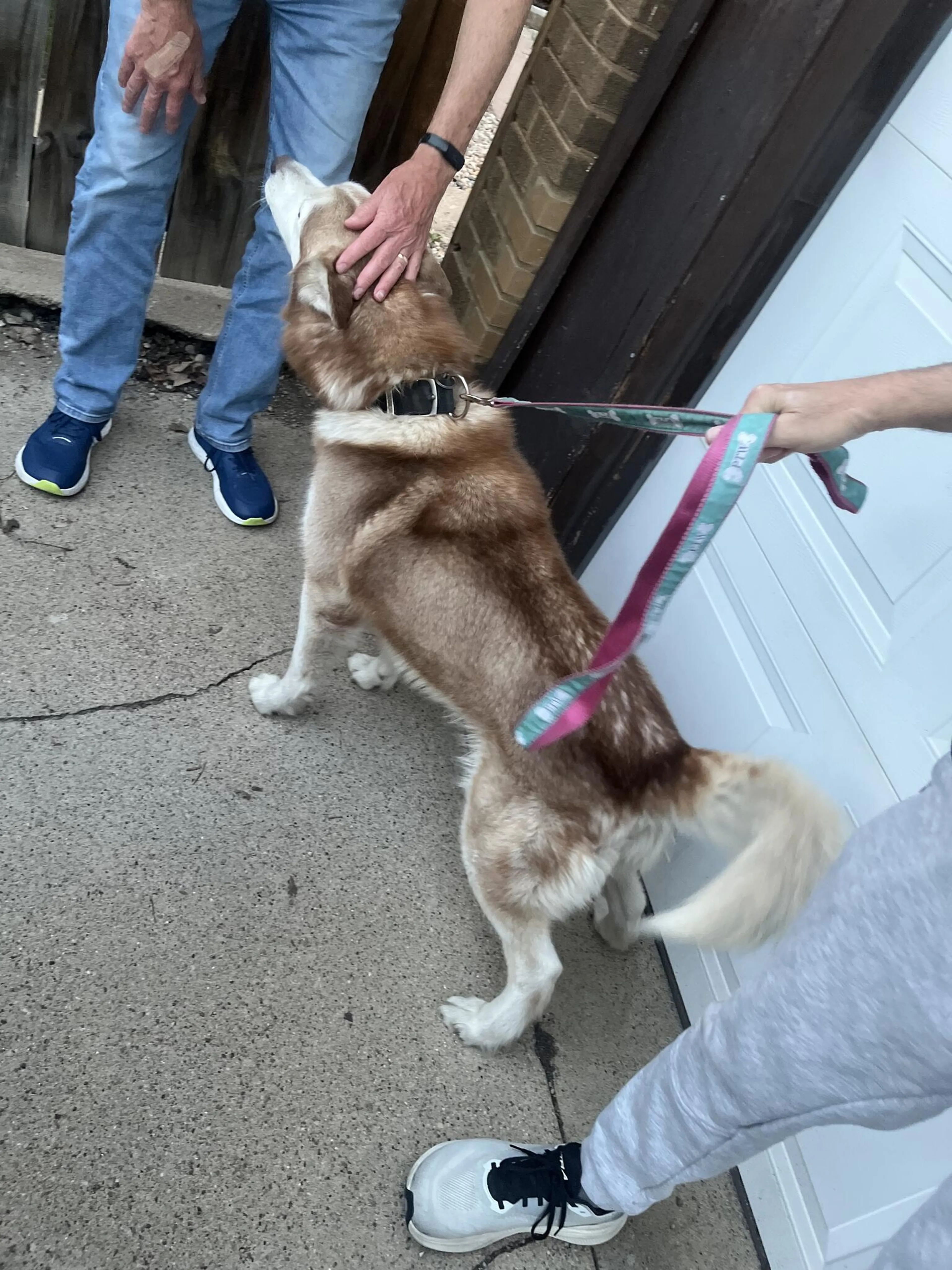 Found pet