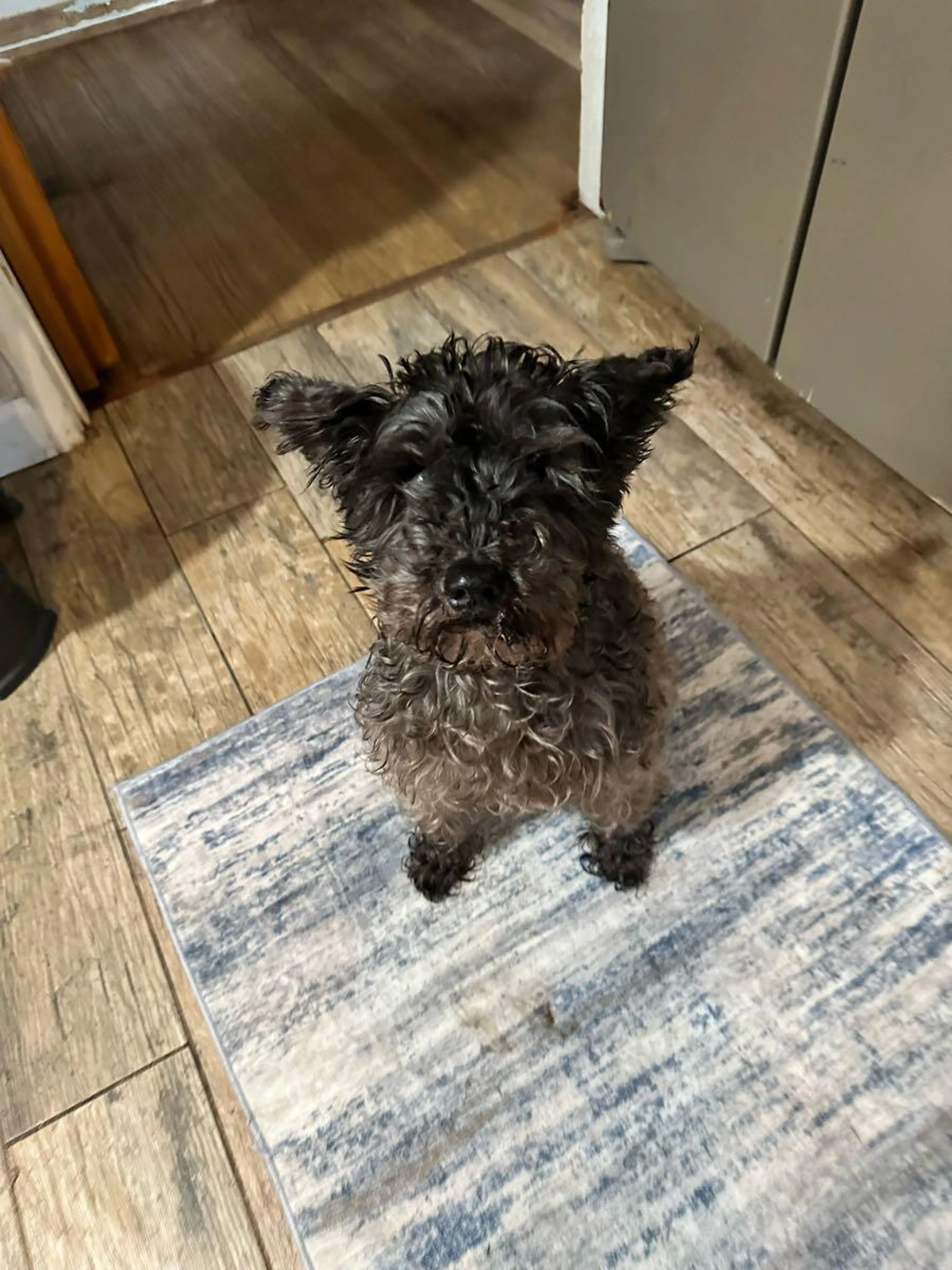 Found pet