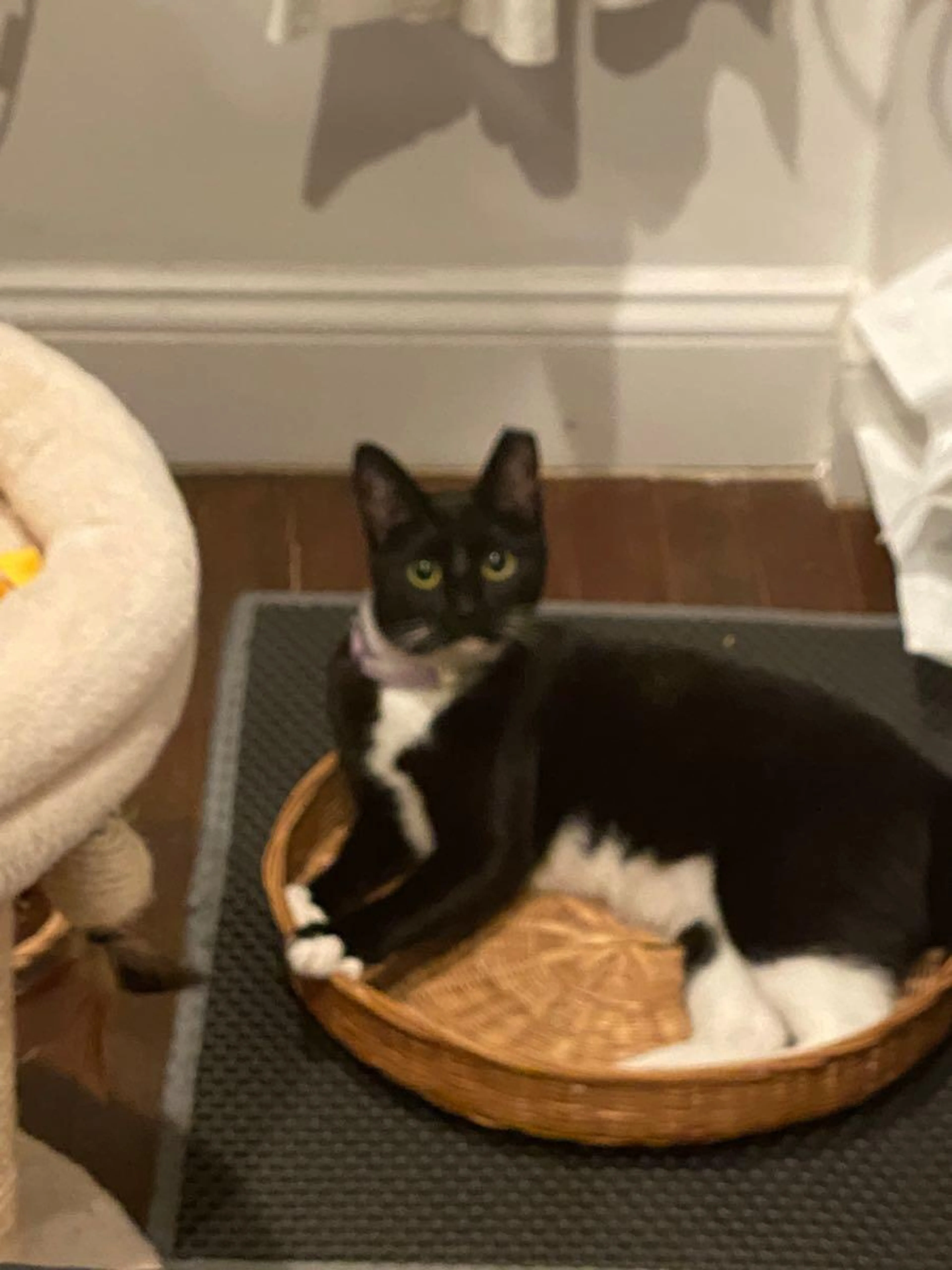 Lost pet