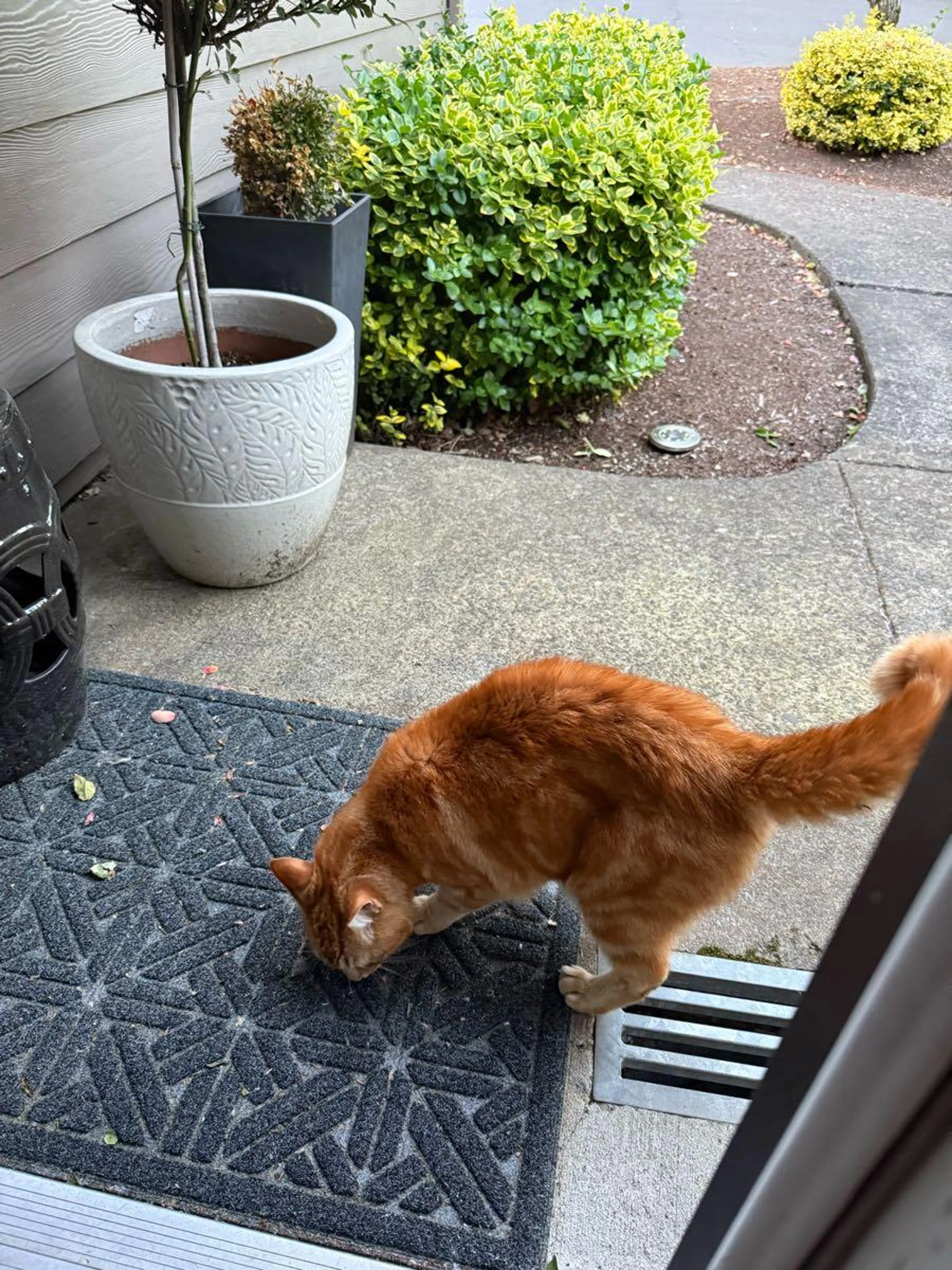Found pet
