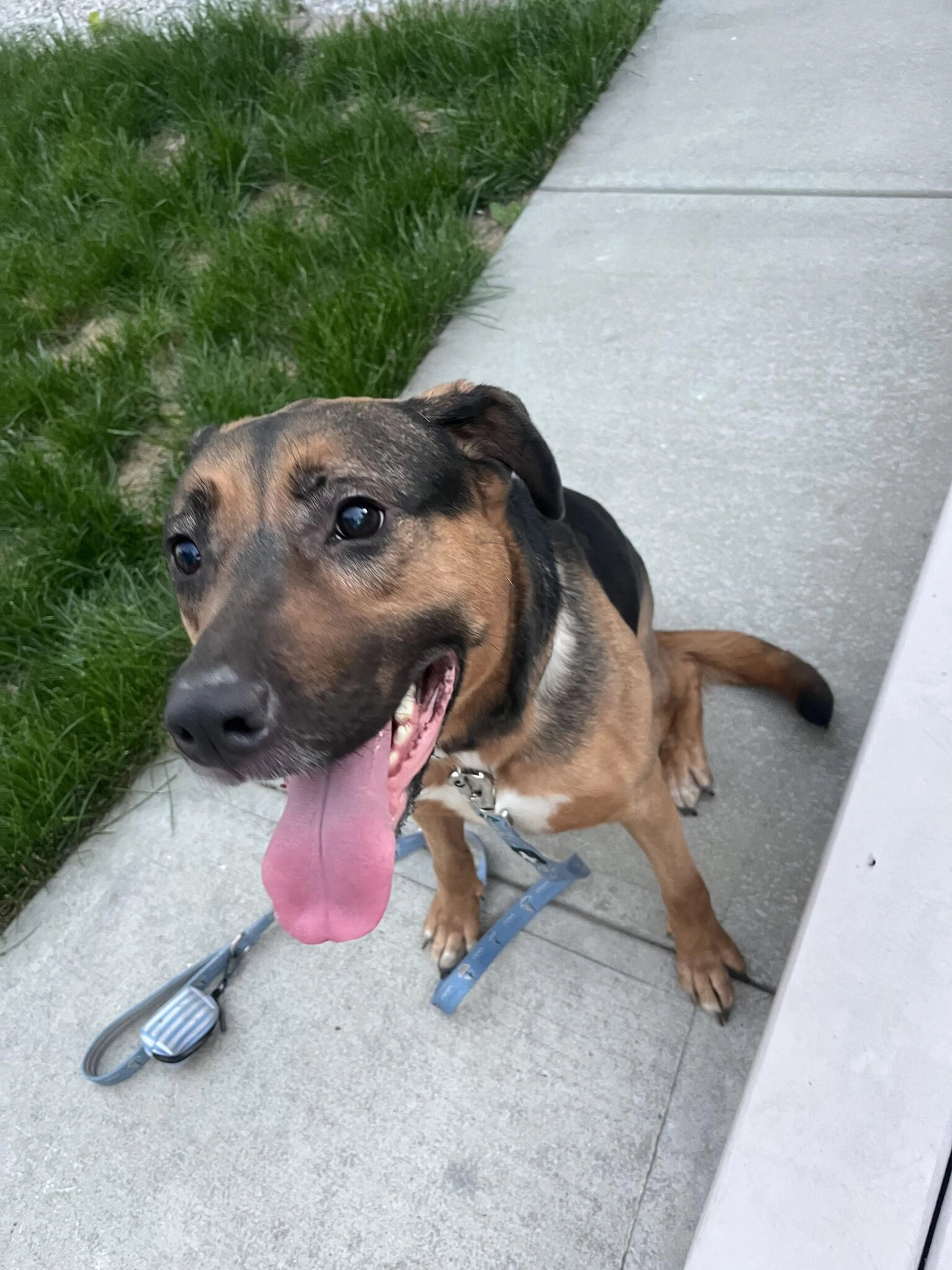Found pet