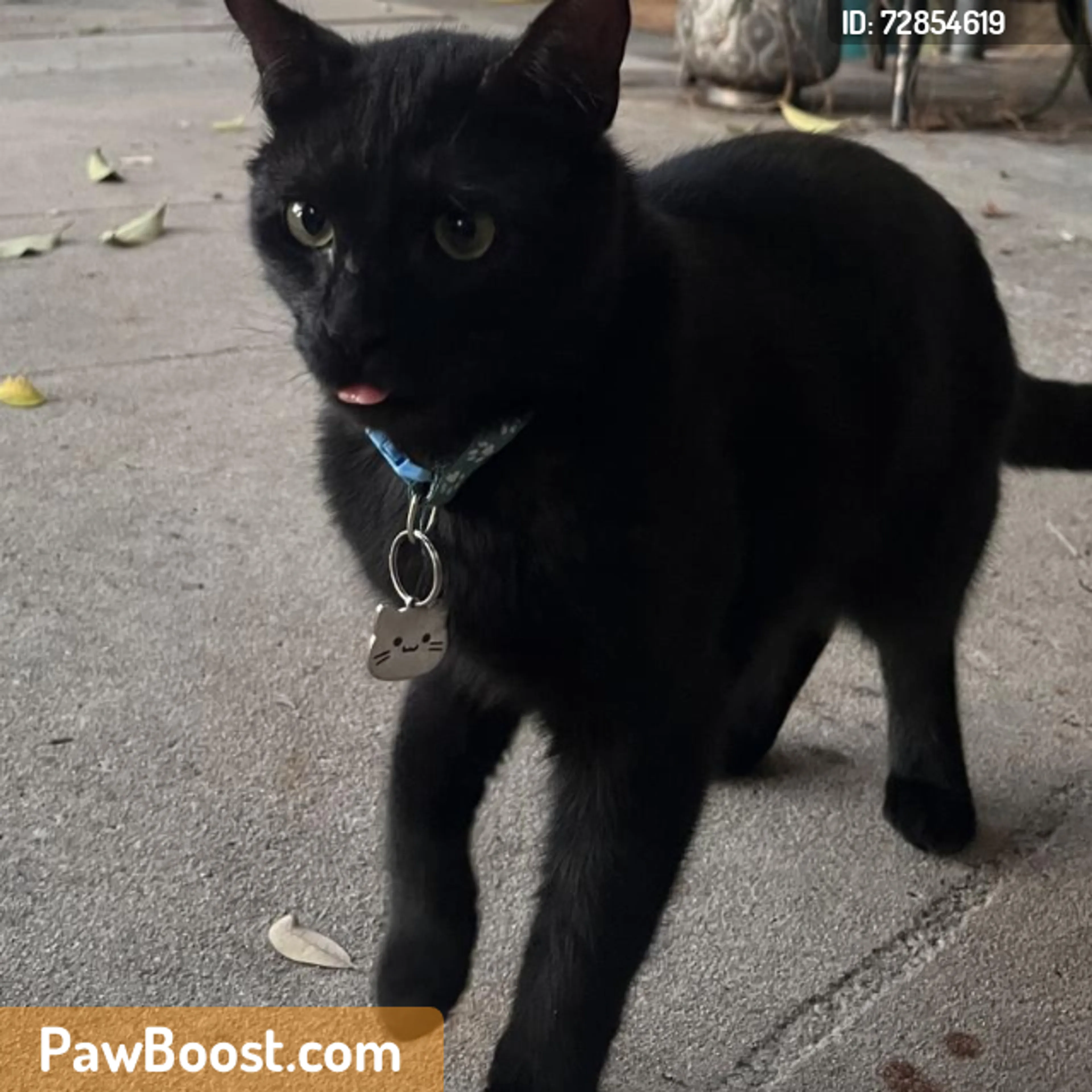 Found pet