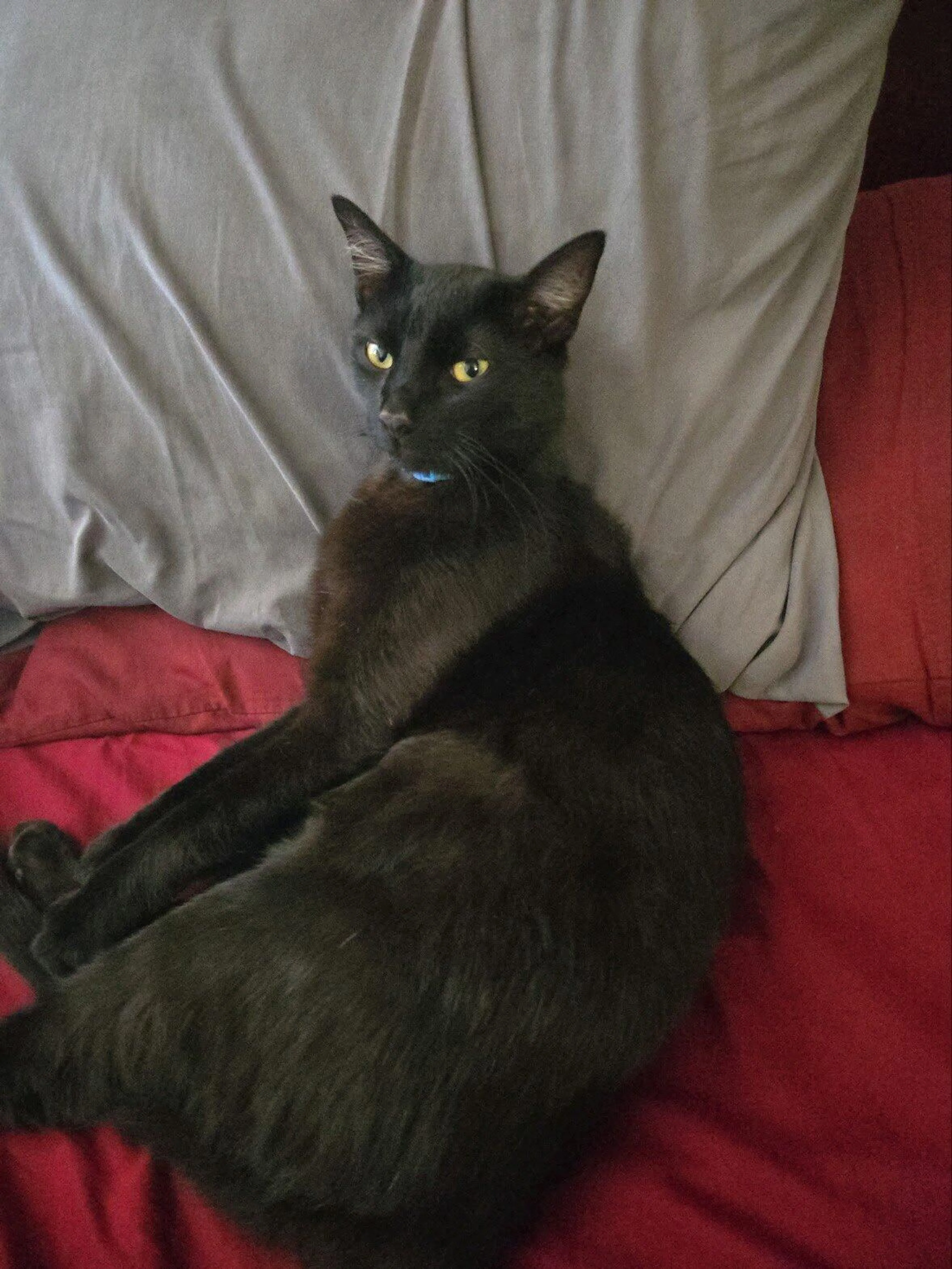 Lost pet