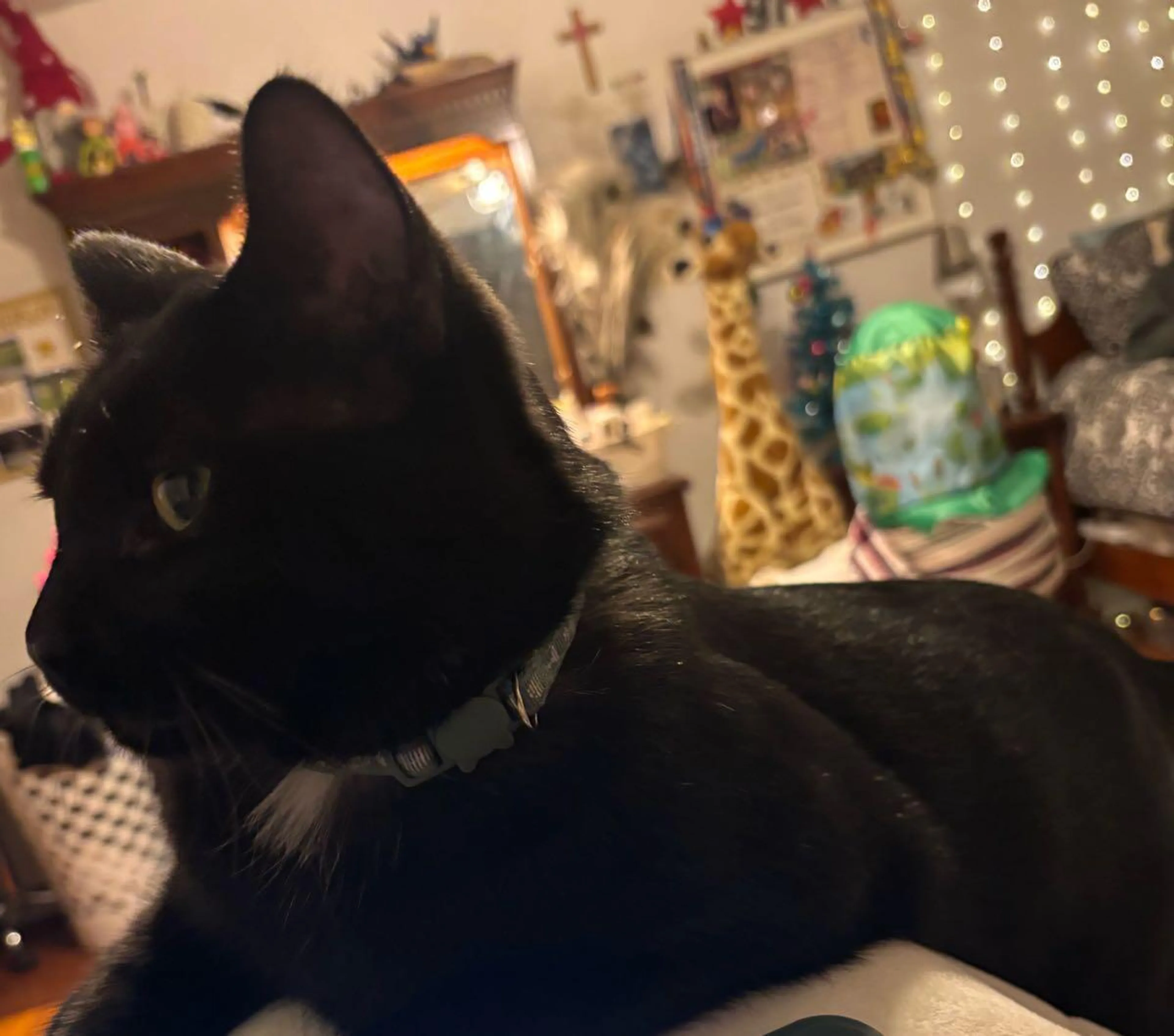 Lost pet