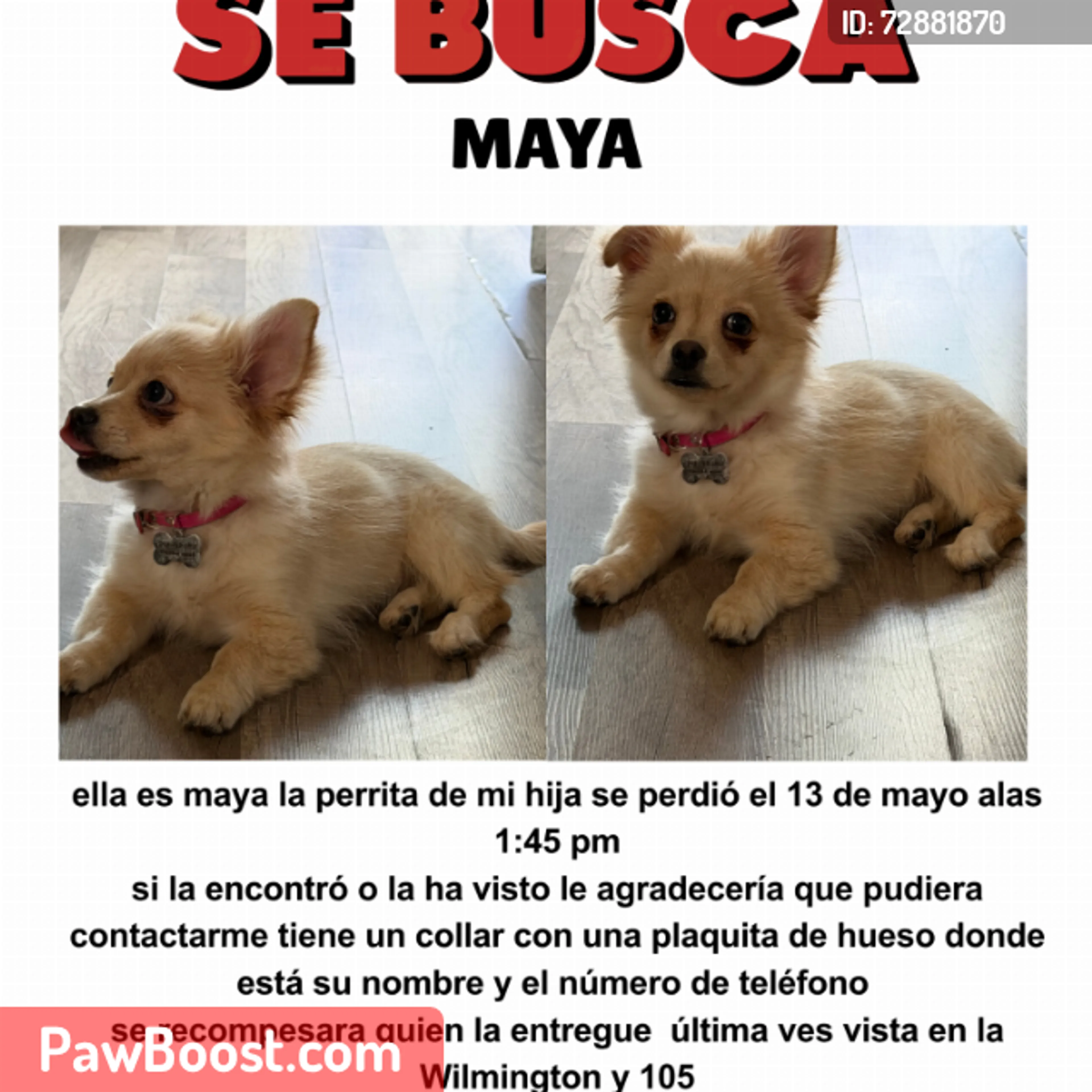 Lost pet