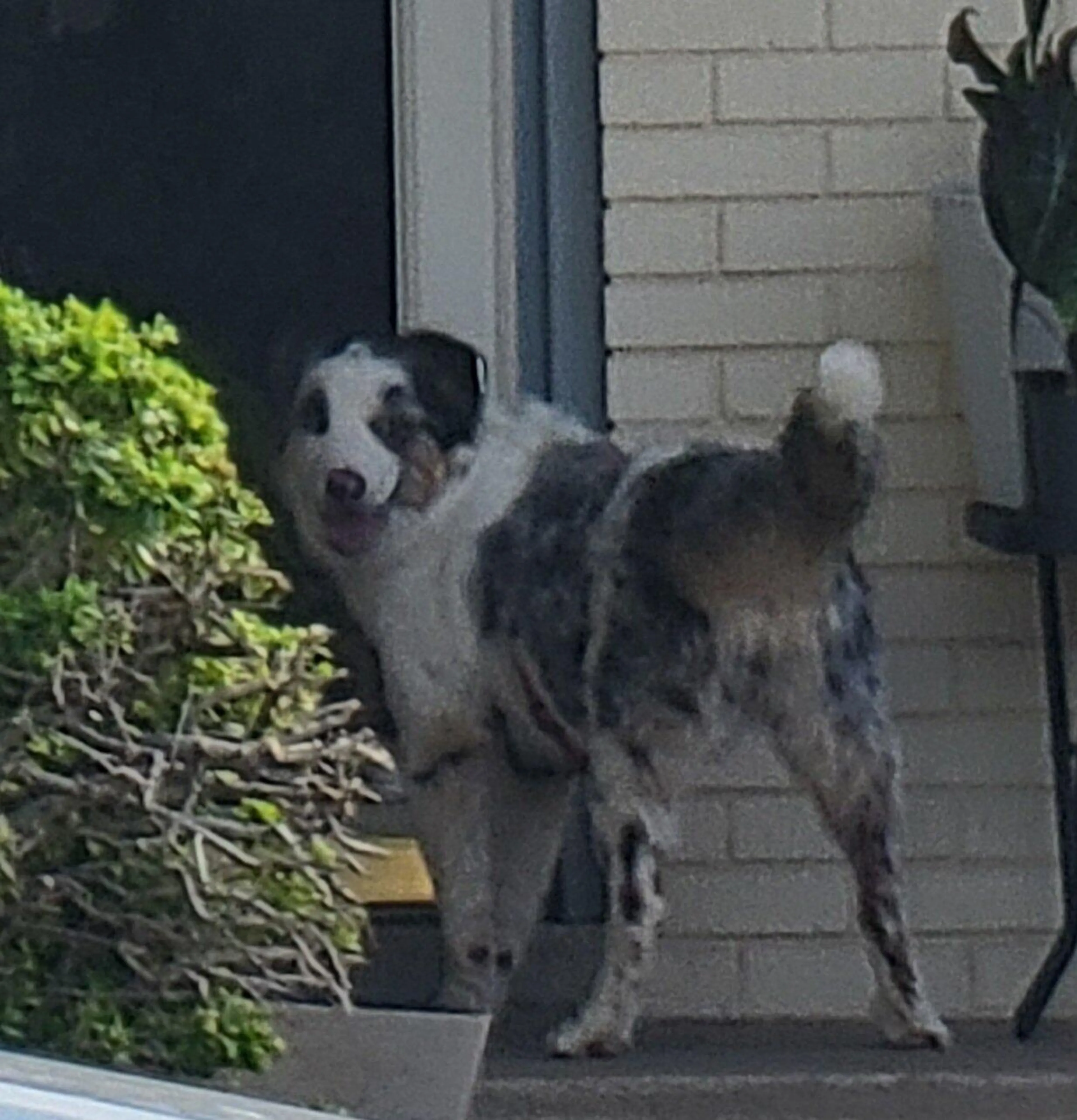 Found pet