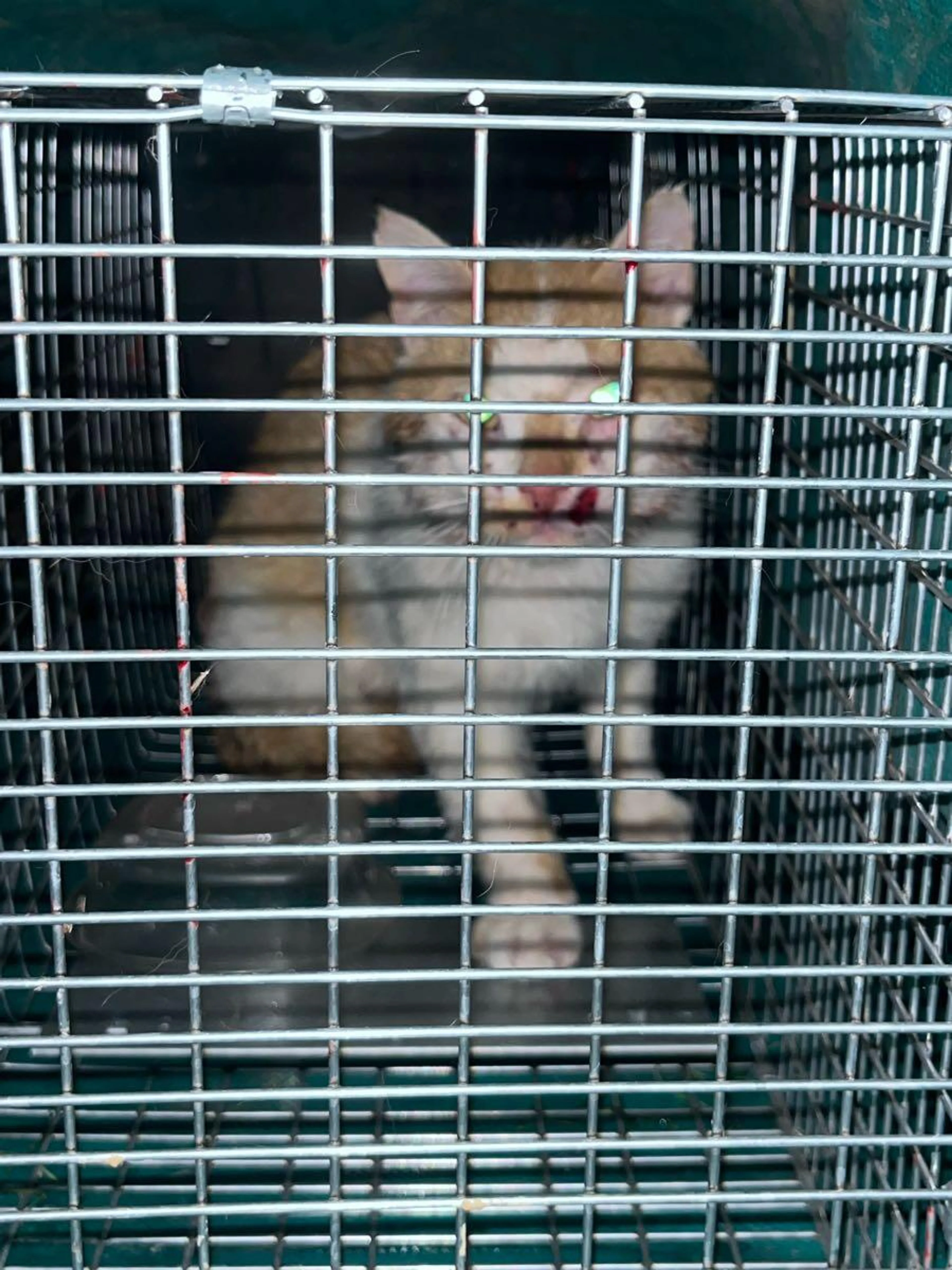 Found pet