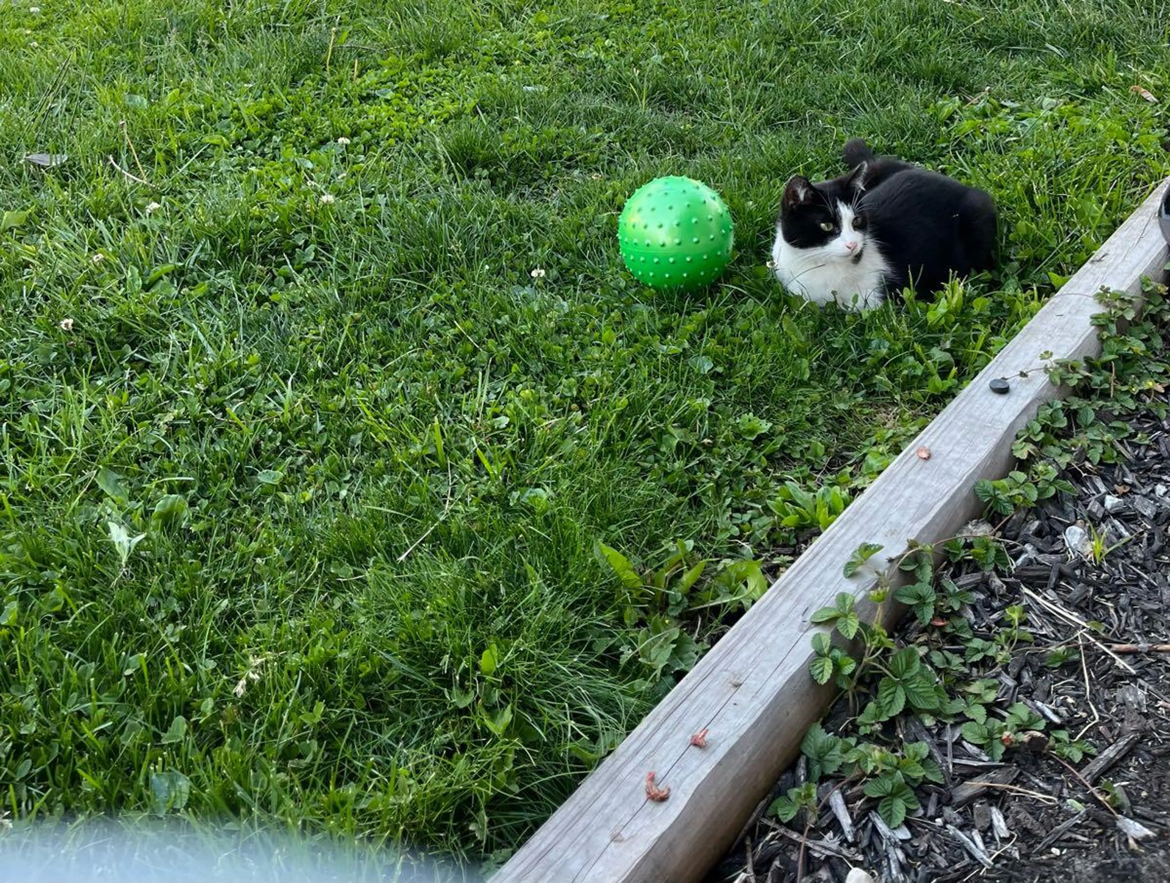 Found pet