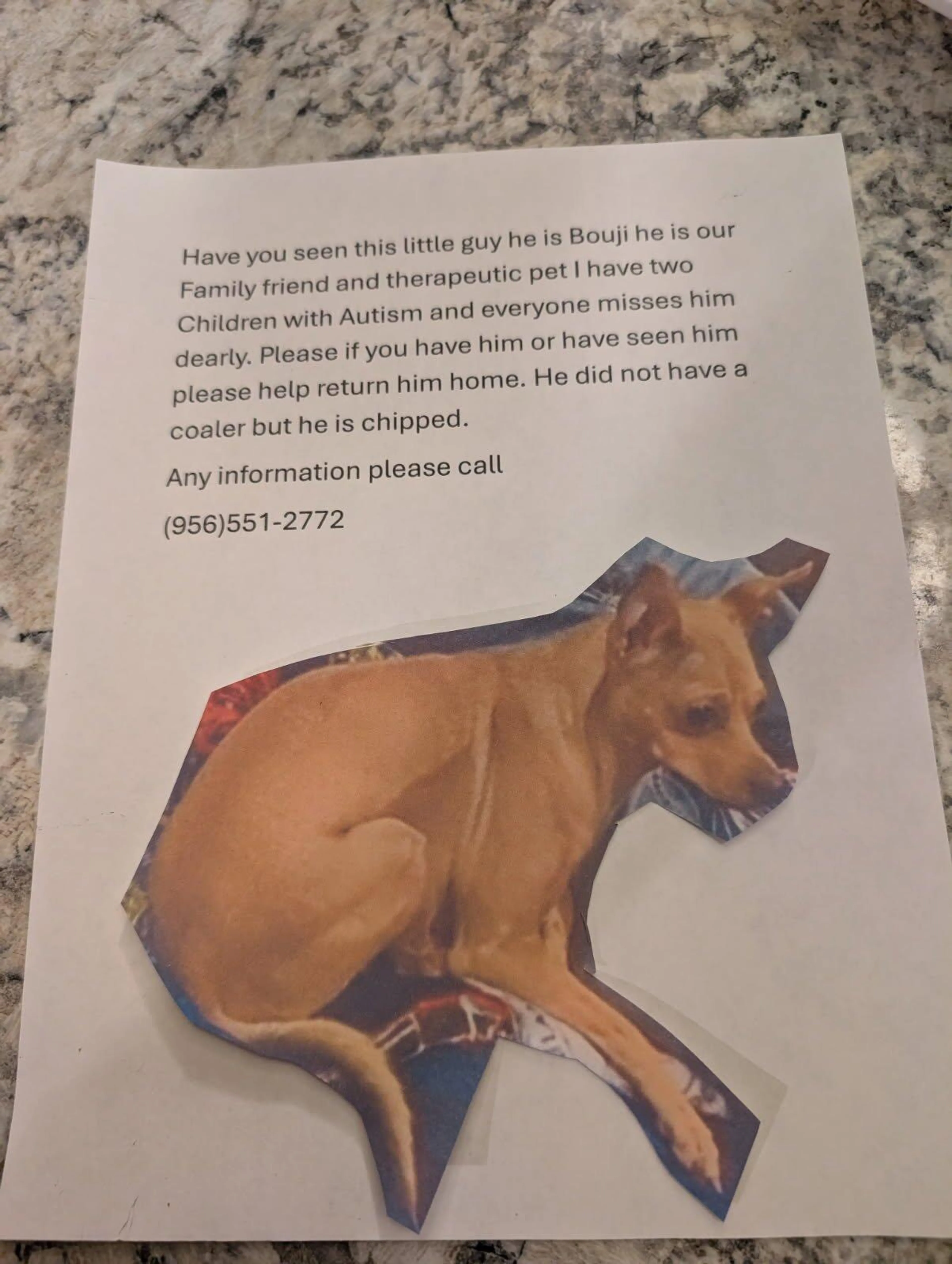 Lost pet
