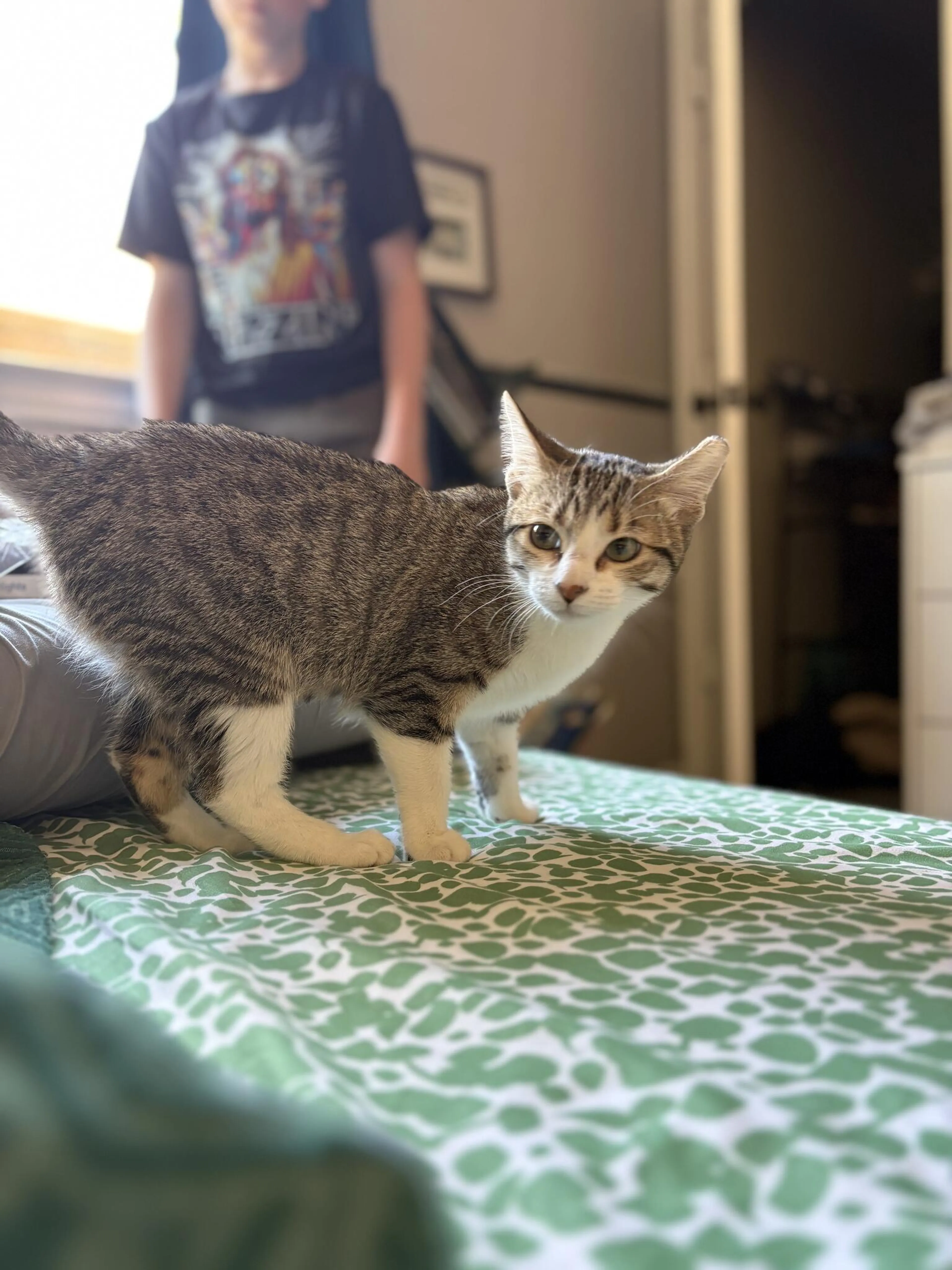 Lost pet