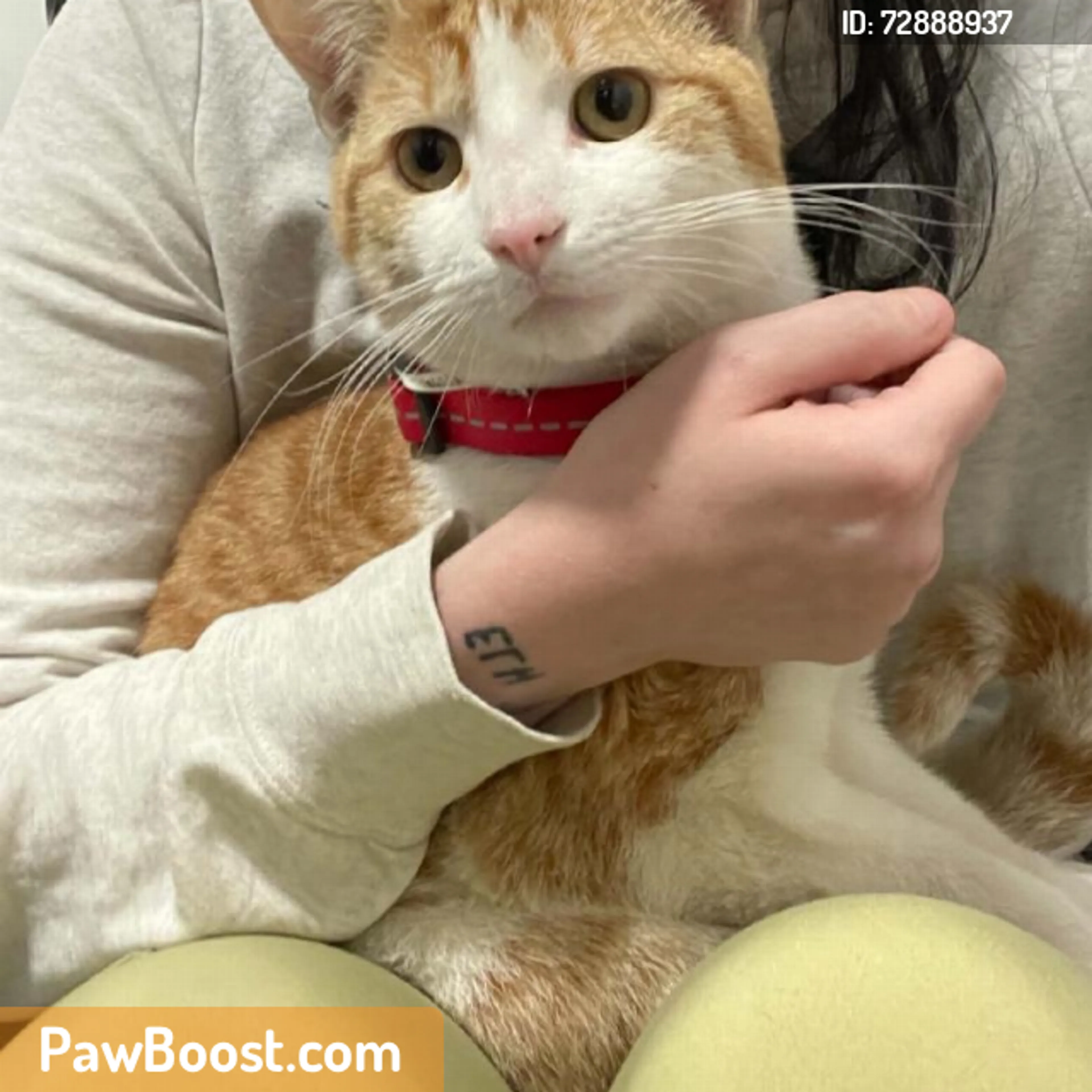 Found pet