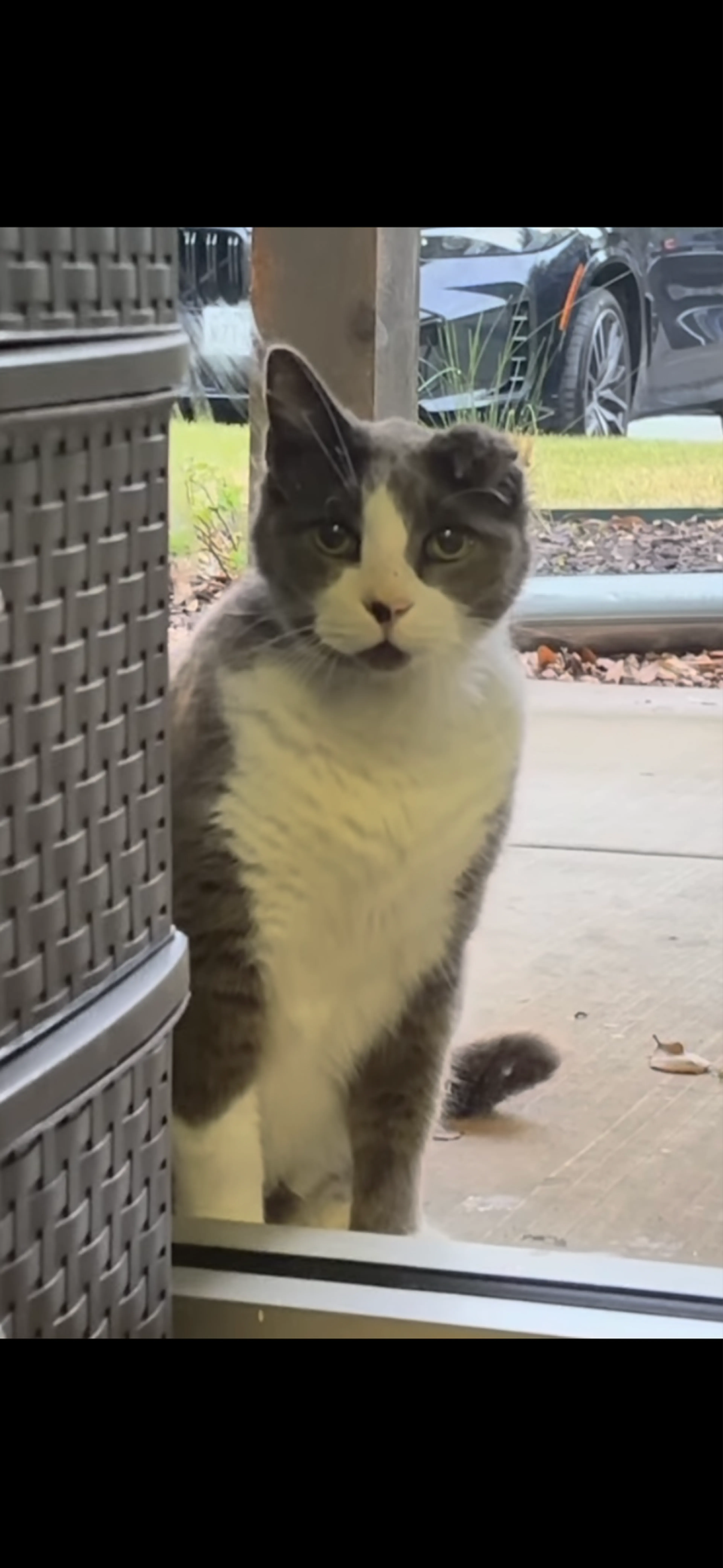 Lost pet
