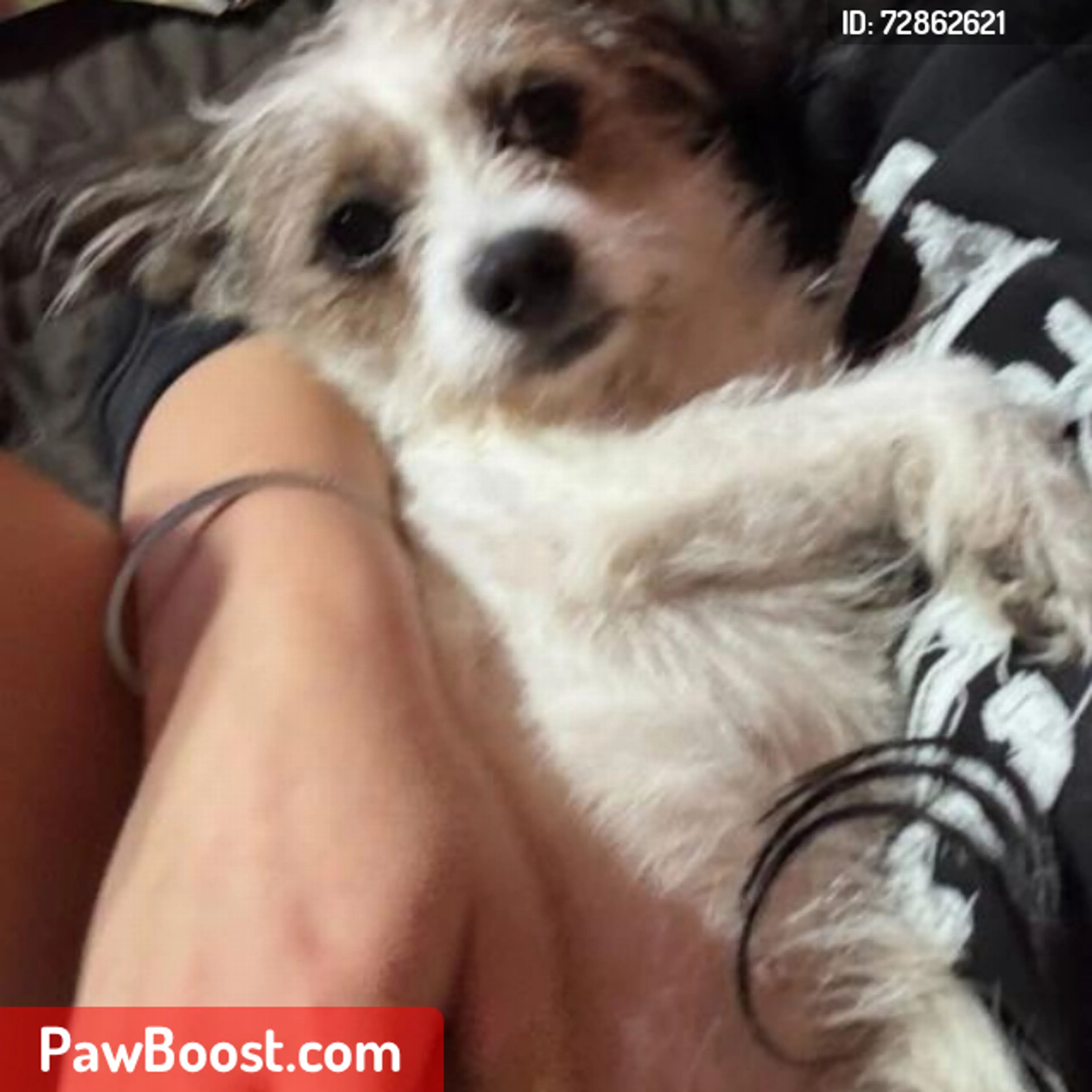 Lost pet