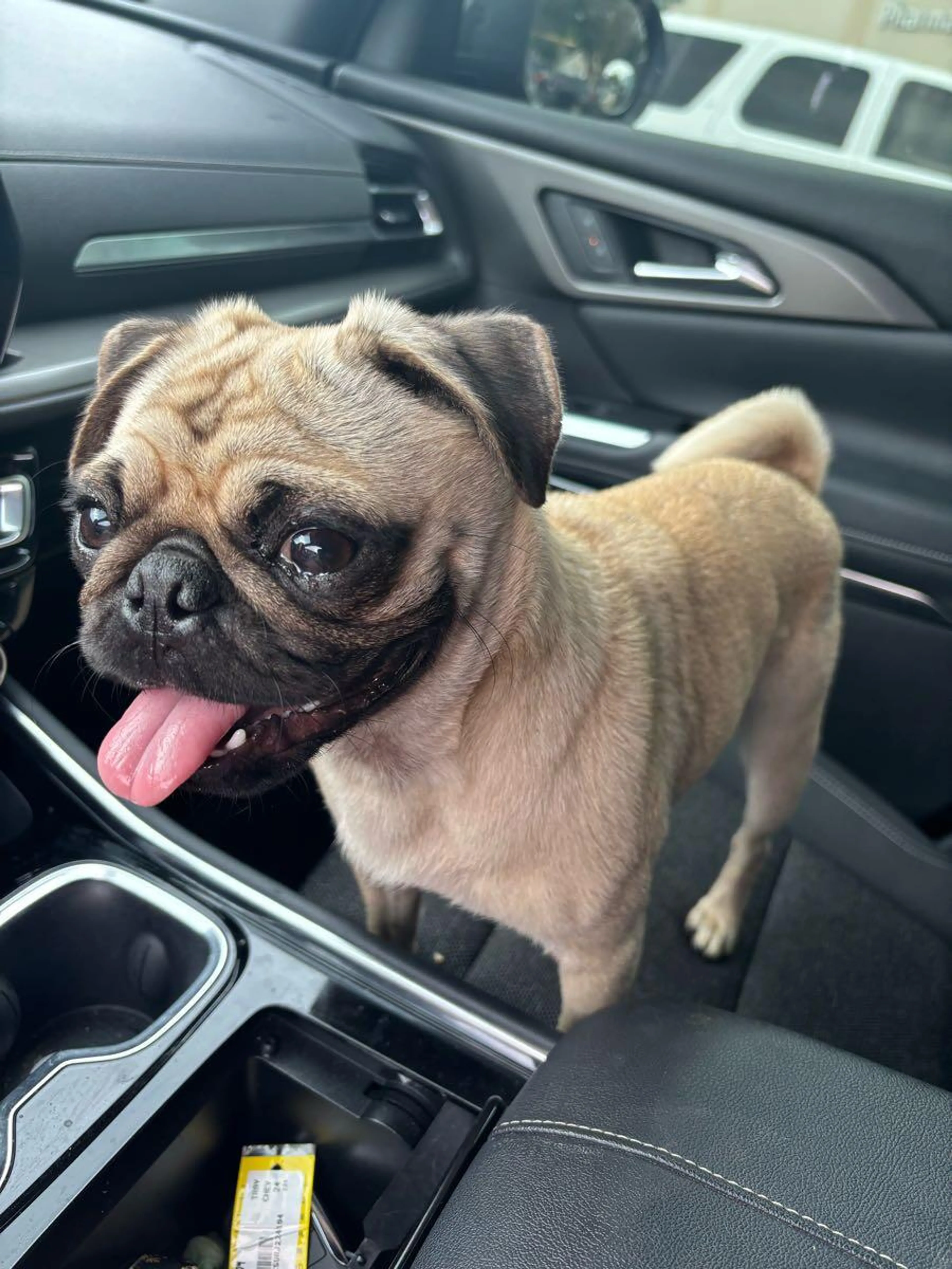 Found pet