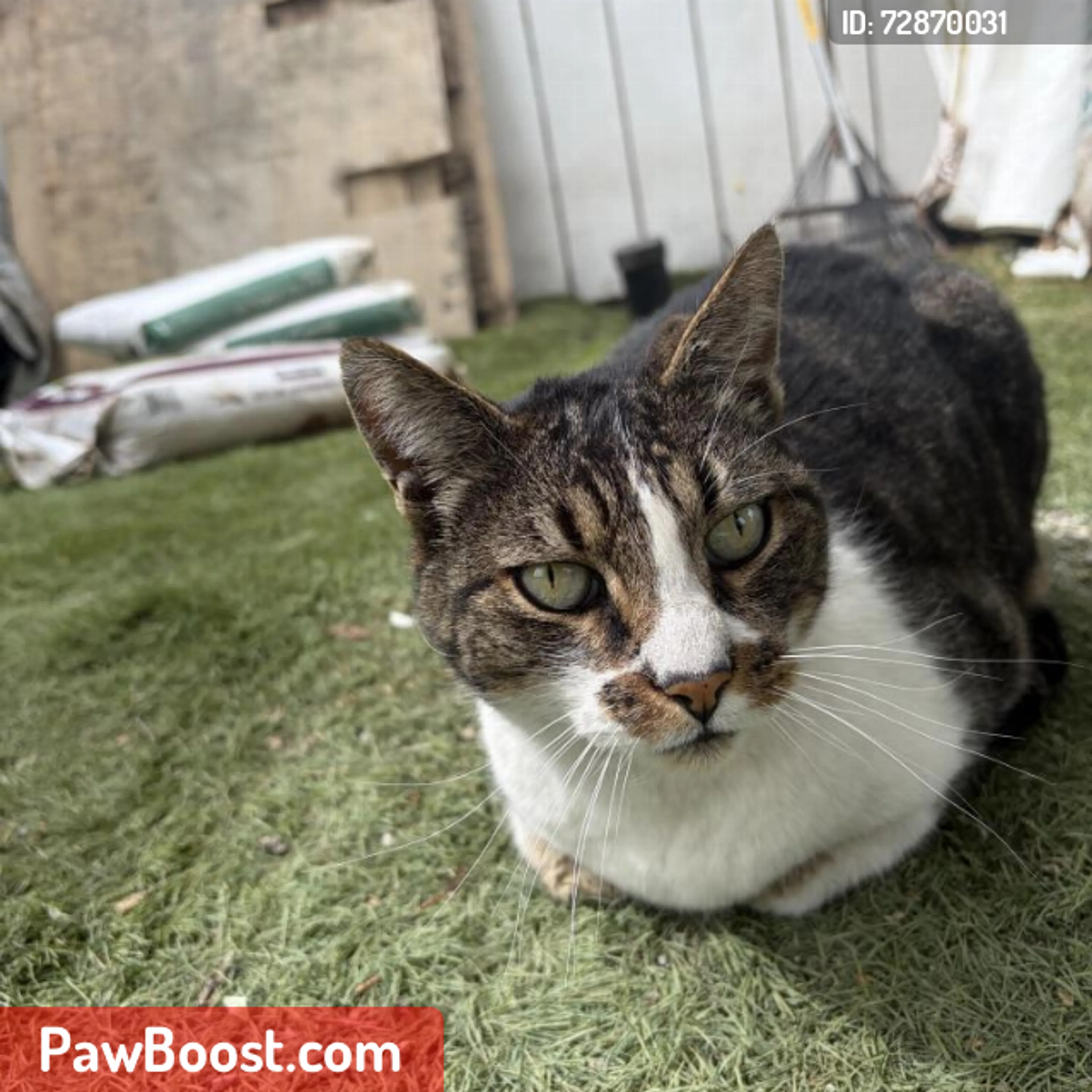 Lost pet