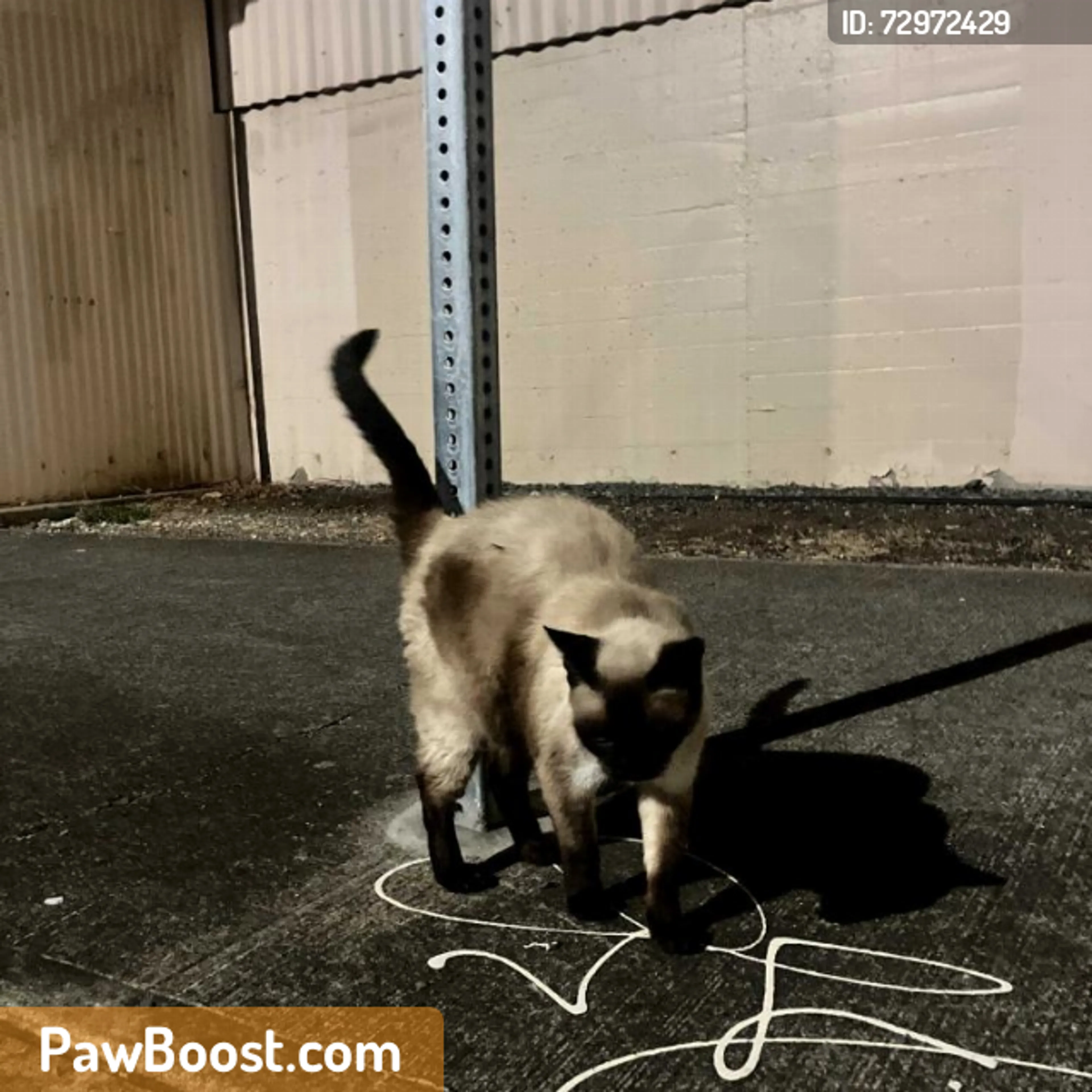 cdn image