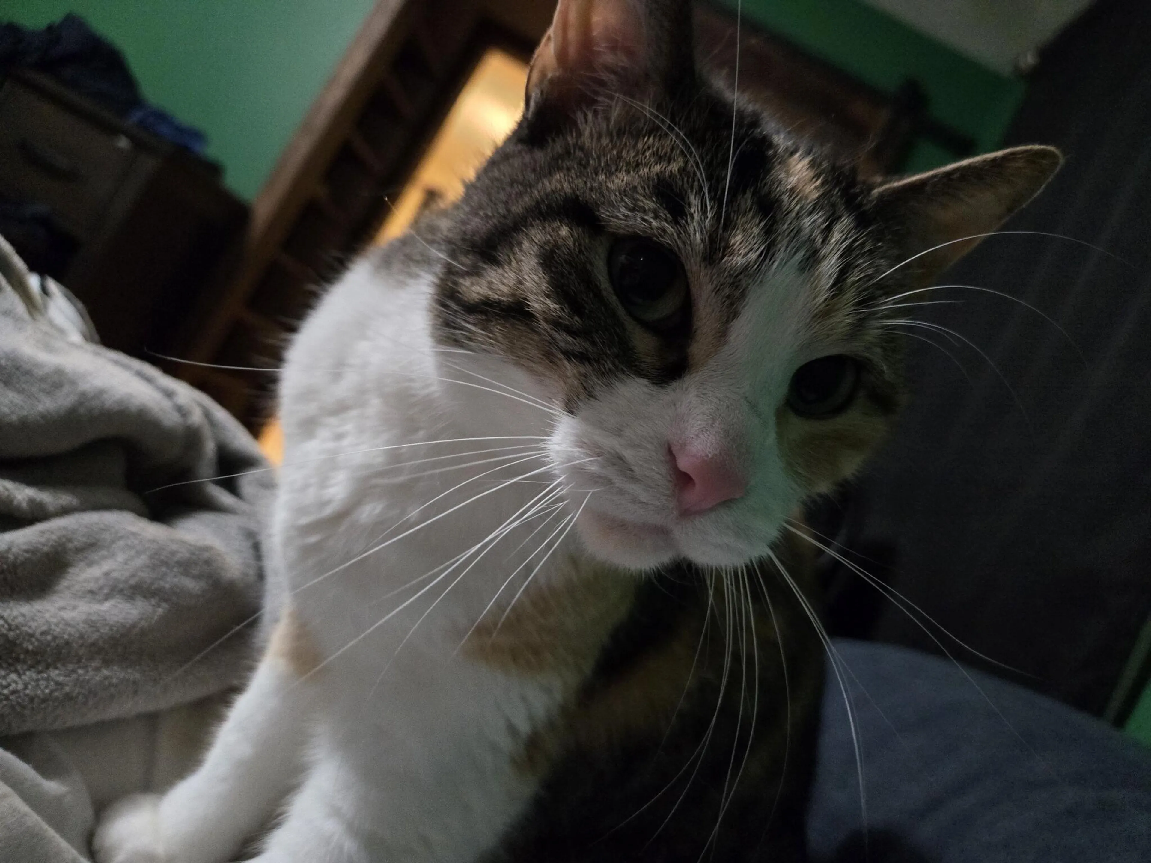 Lost pet