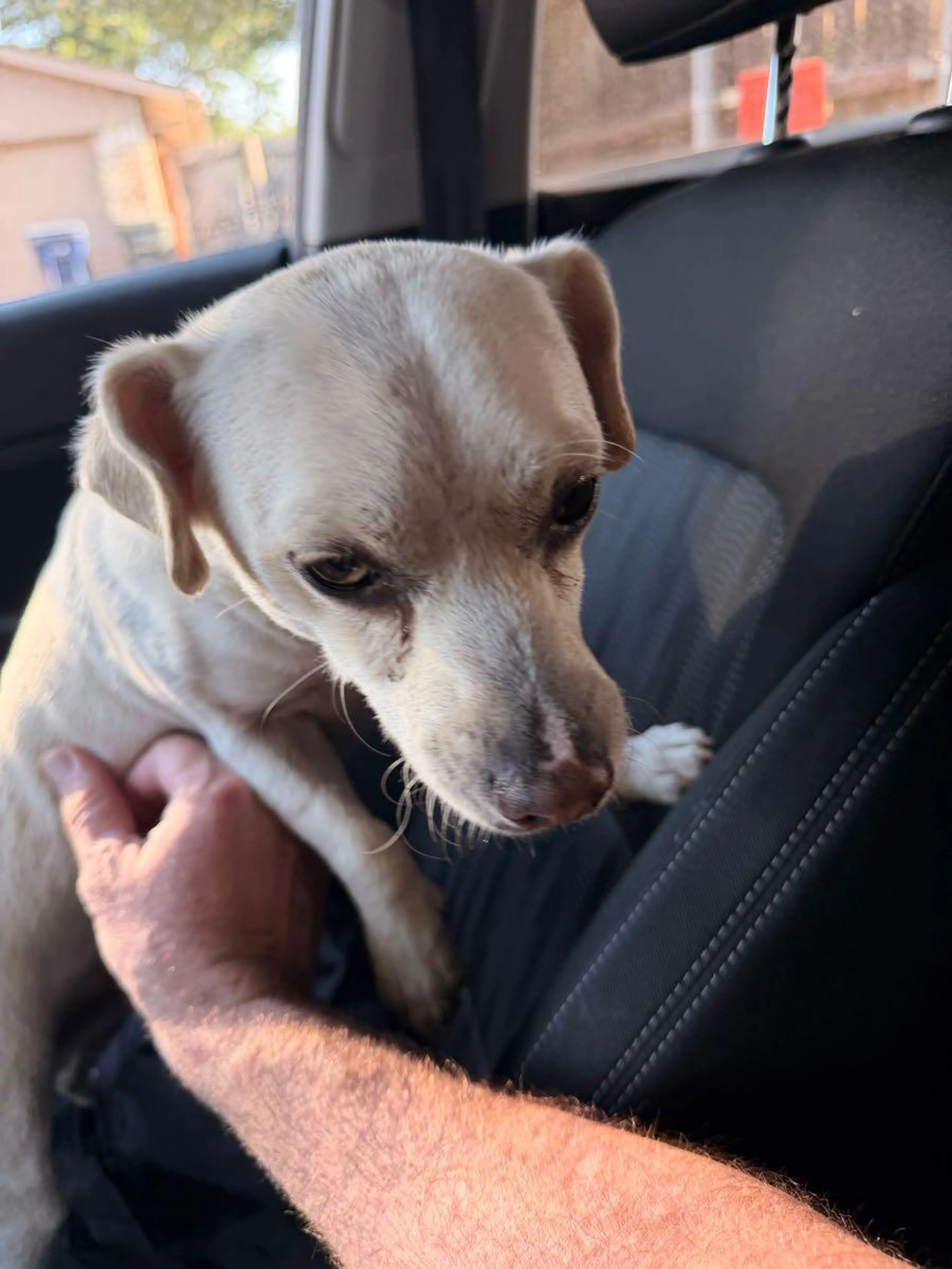 Found pet