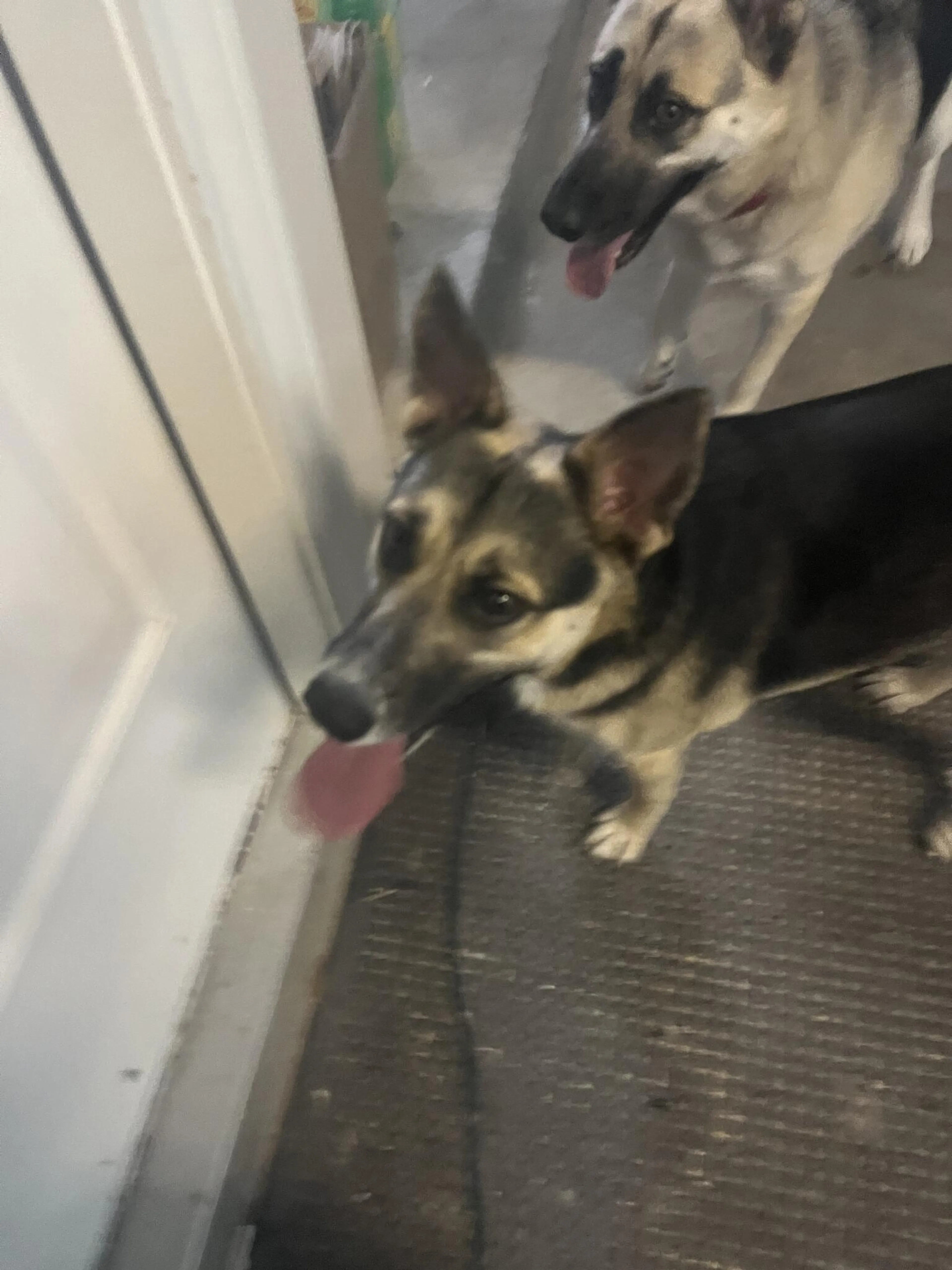 Found pet