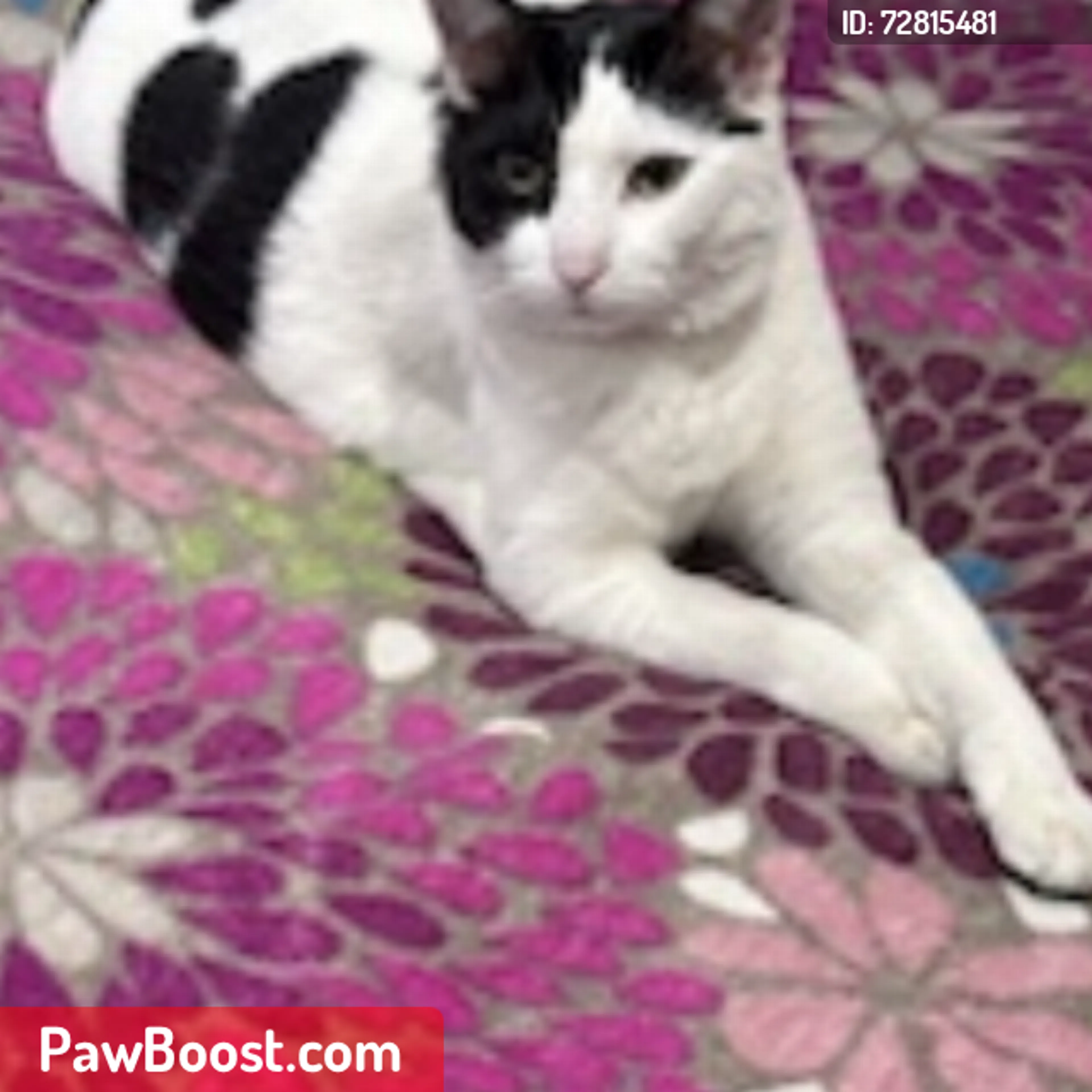 Lost pet