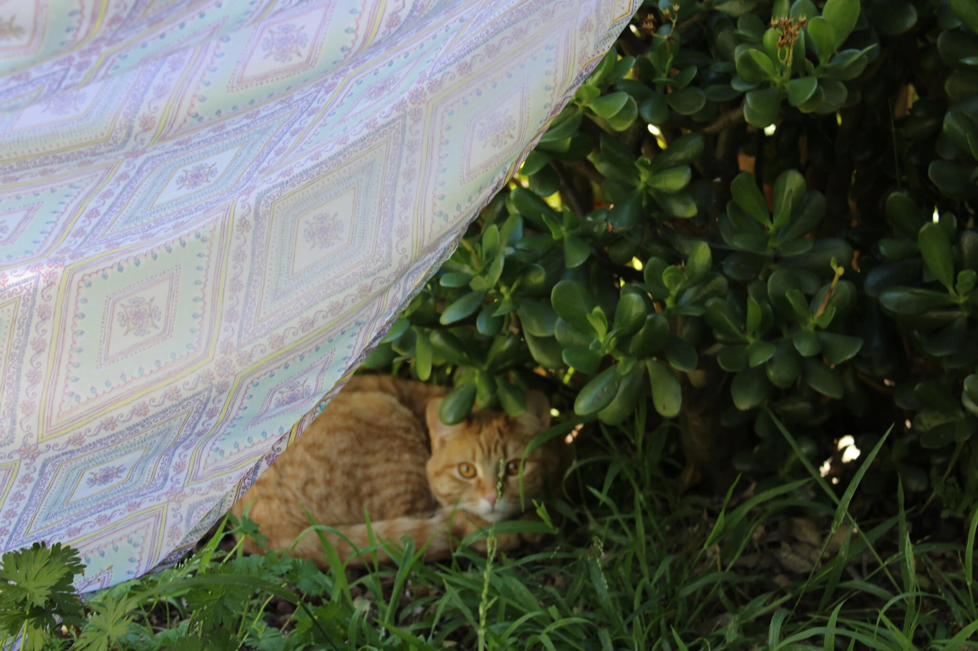 Lost pet