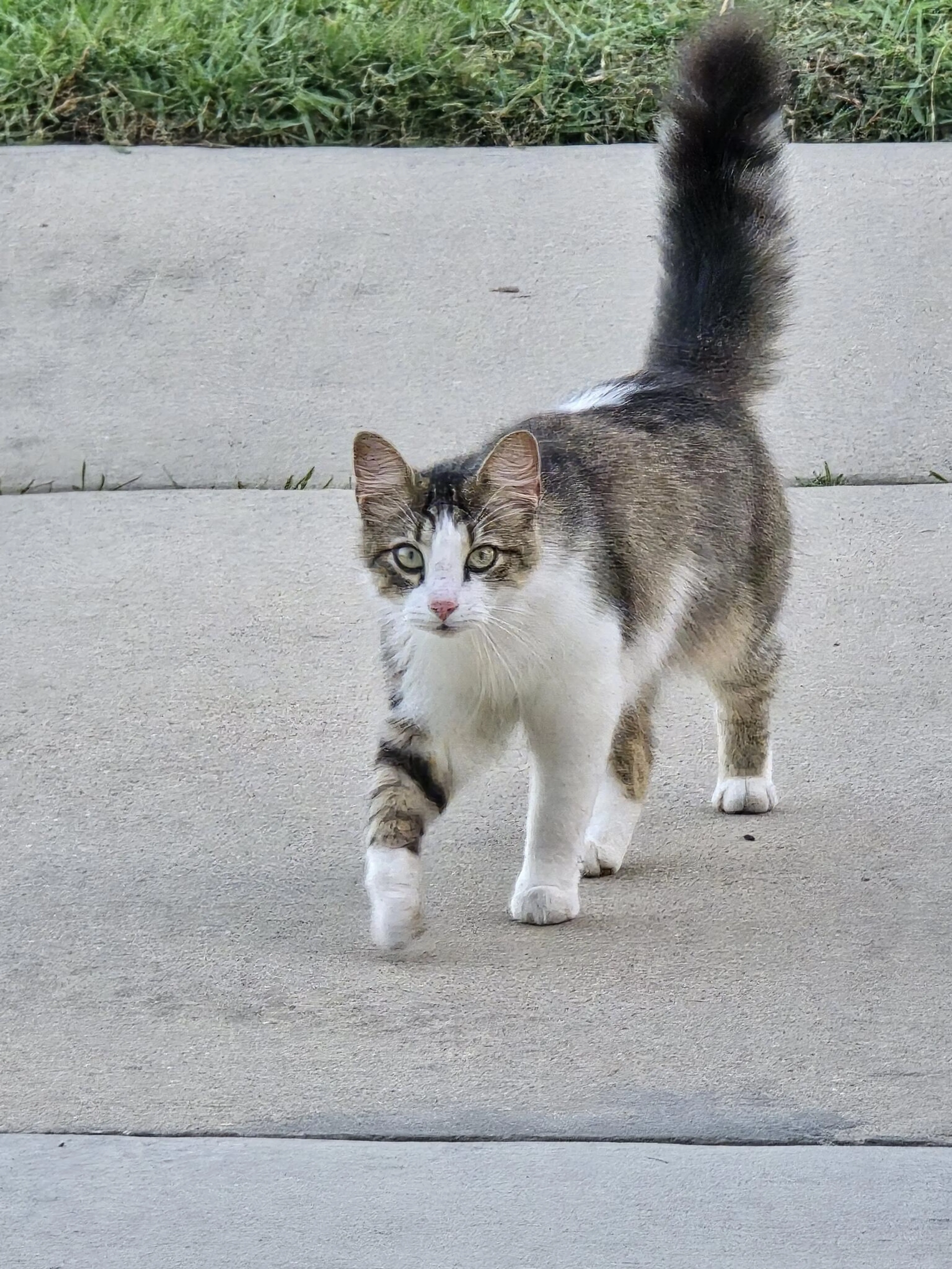 Found pet