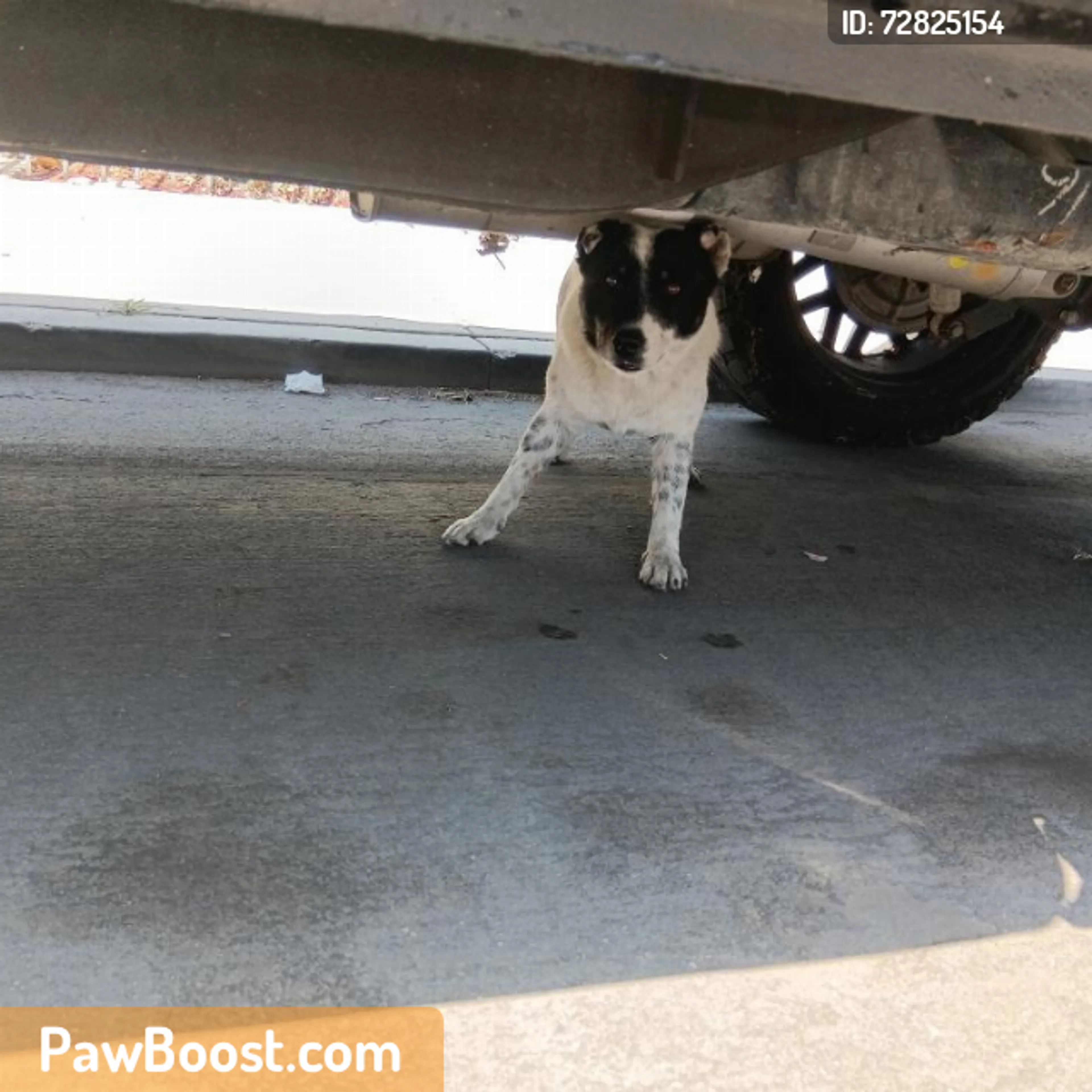 Found pet